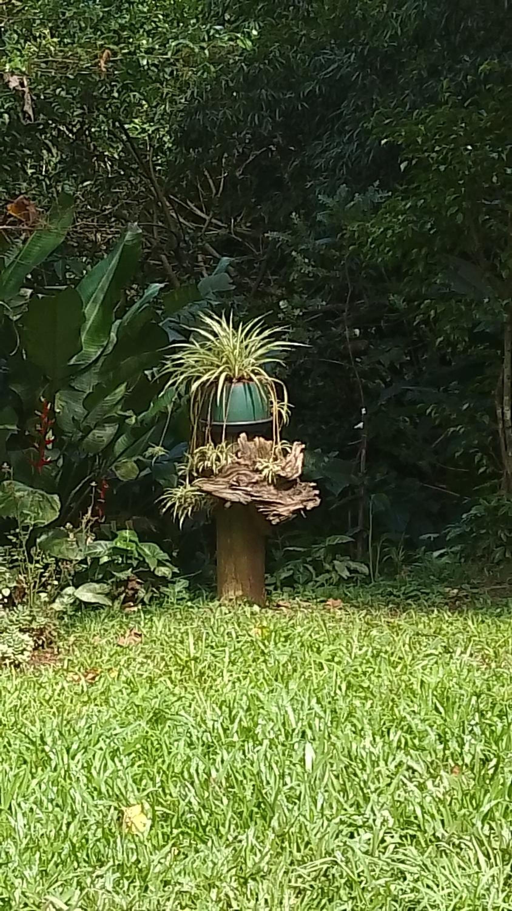 Sobrado flor da laranjeira