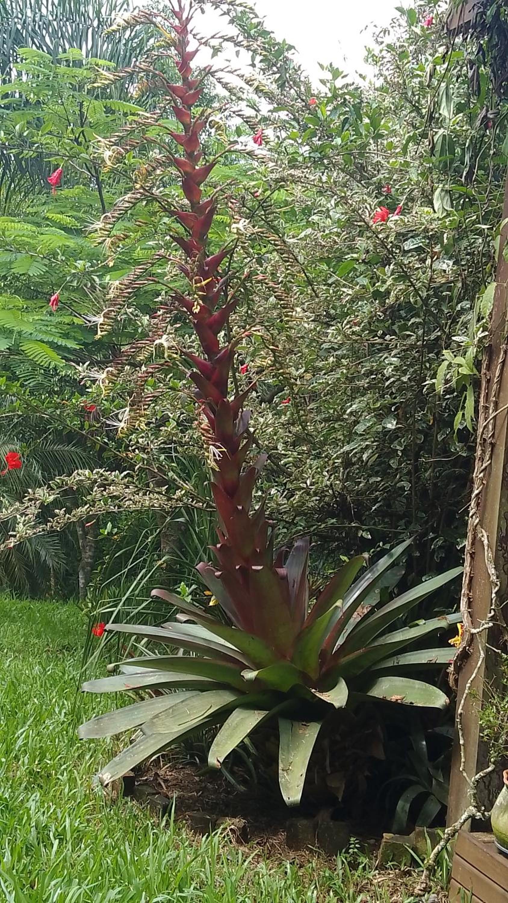 Sobrado flor da laranjeira