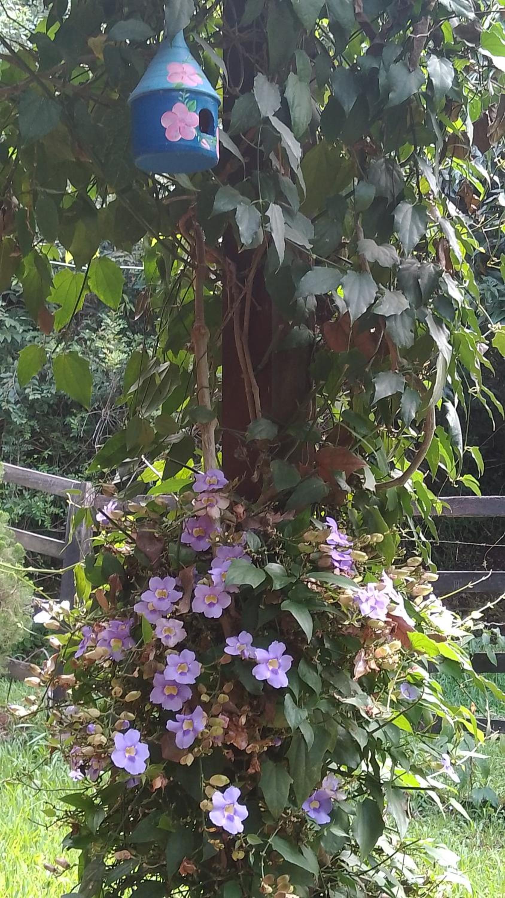 Sobrado flor da laranjeira