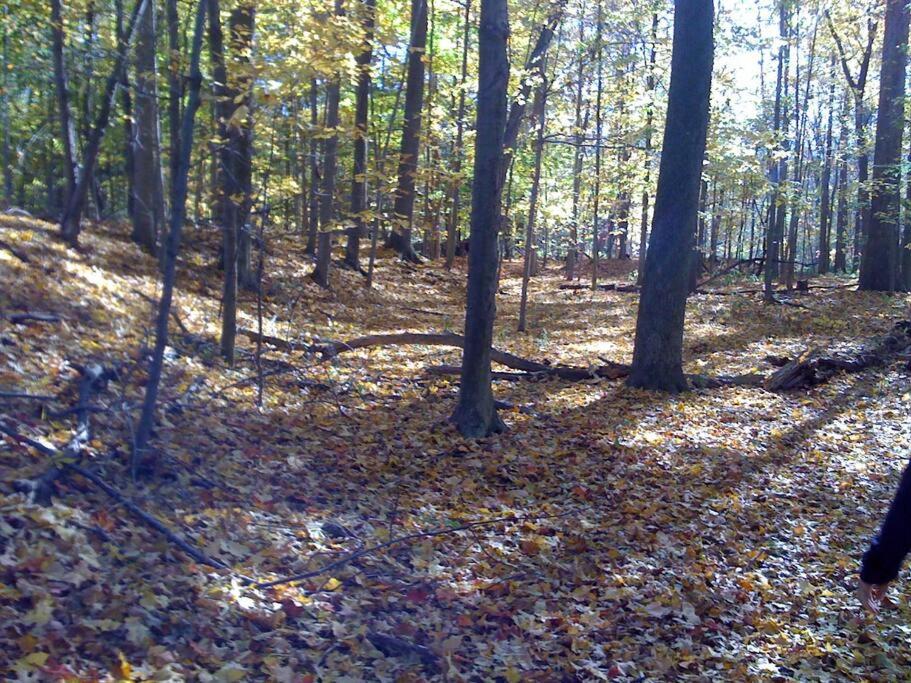 Photo 44