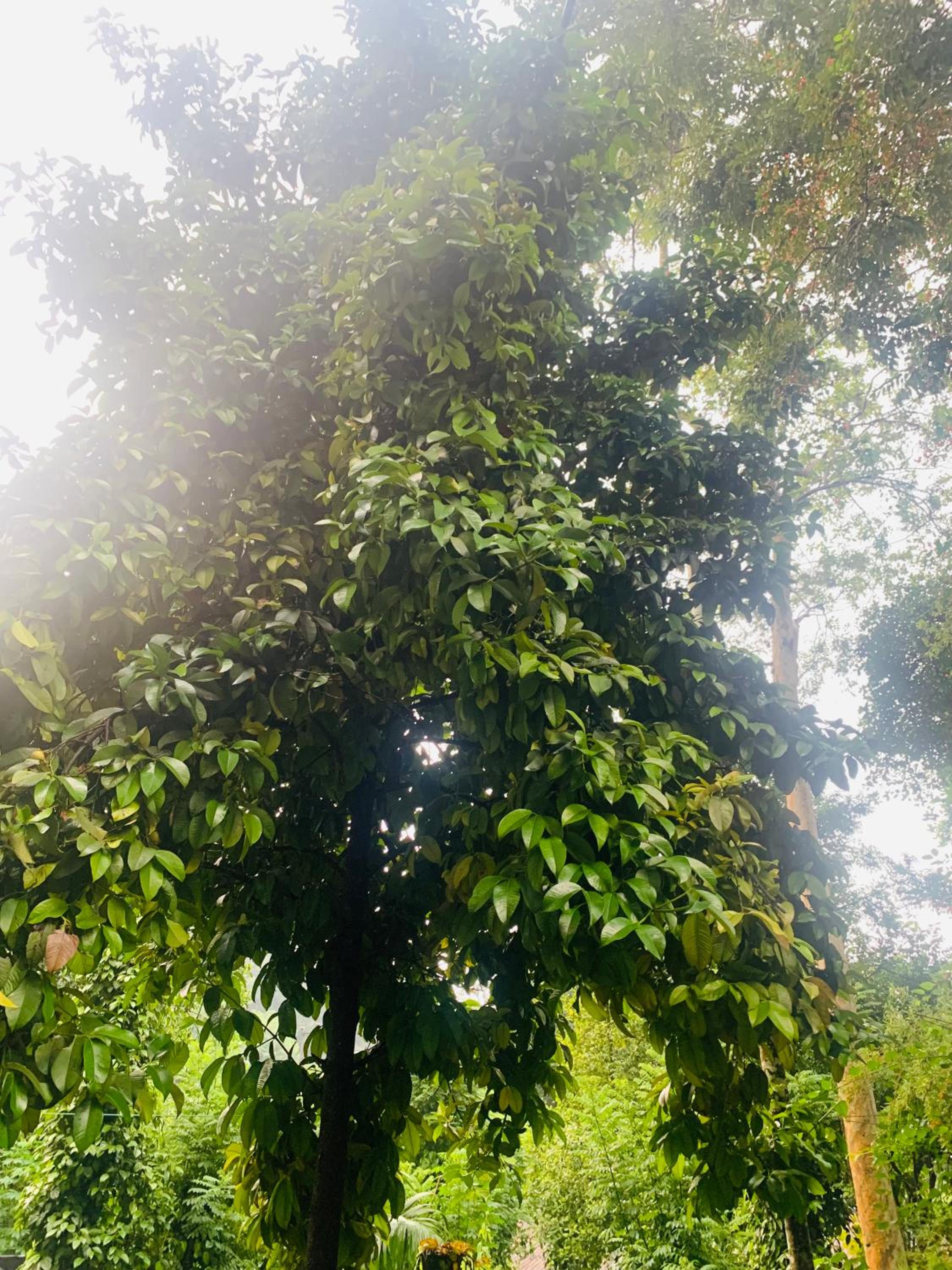 White Villa Ella/ Badulla view 4