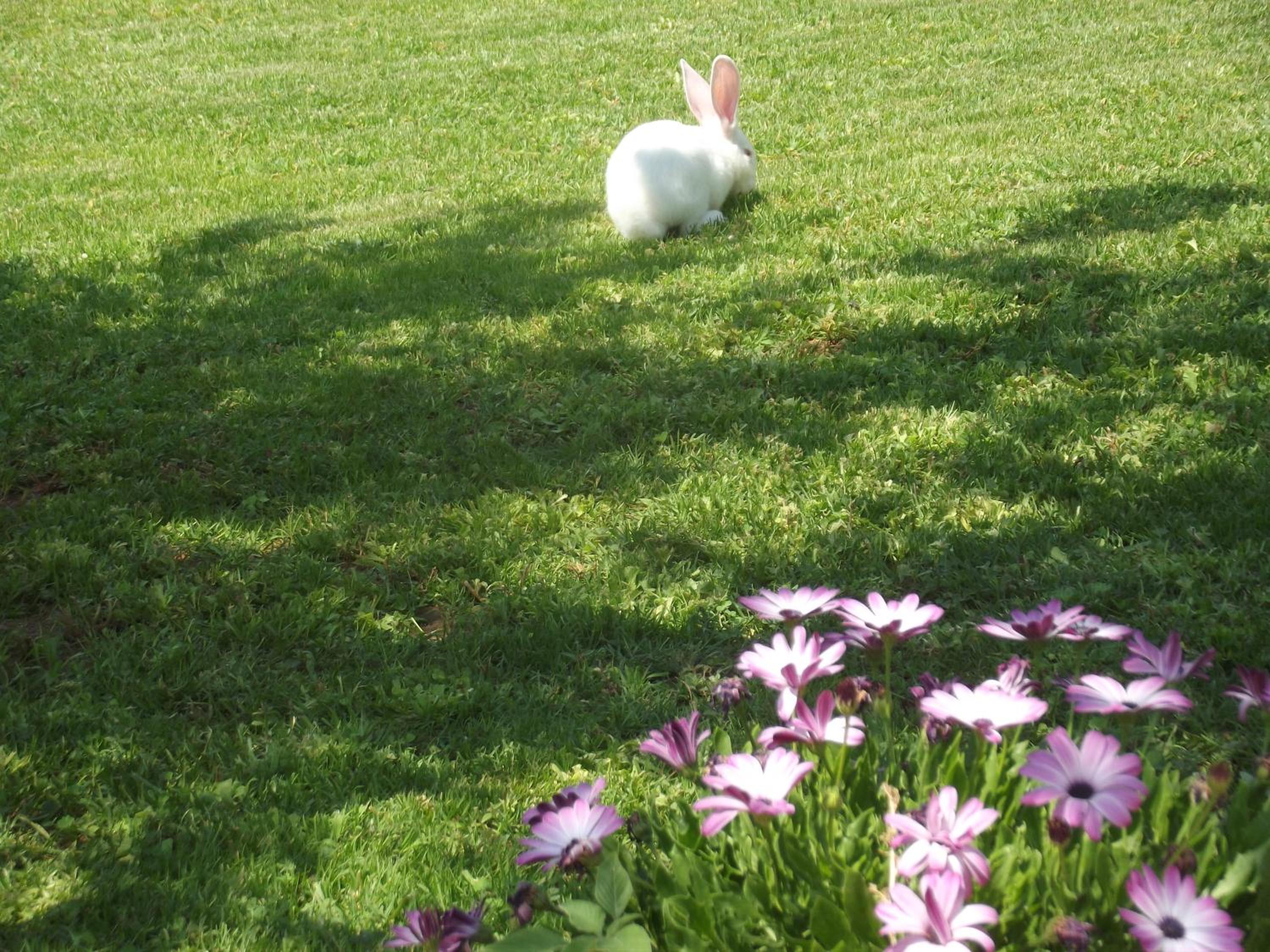 Photo 38