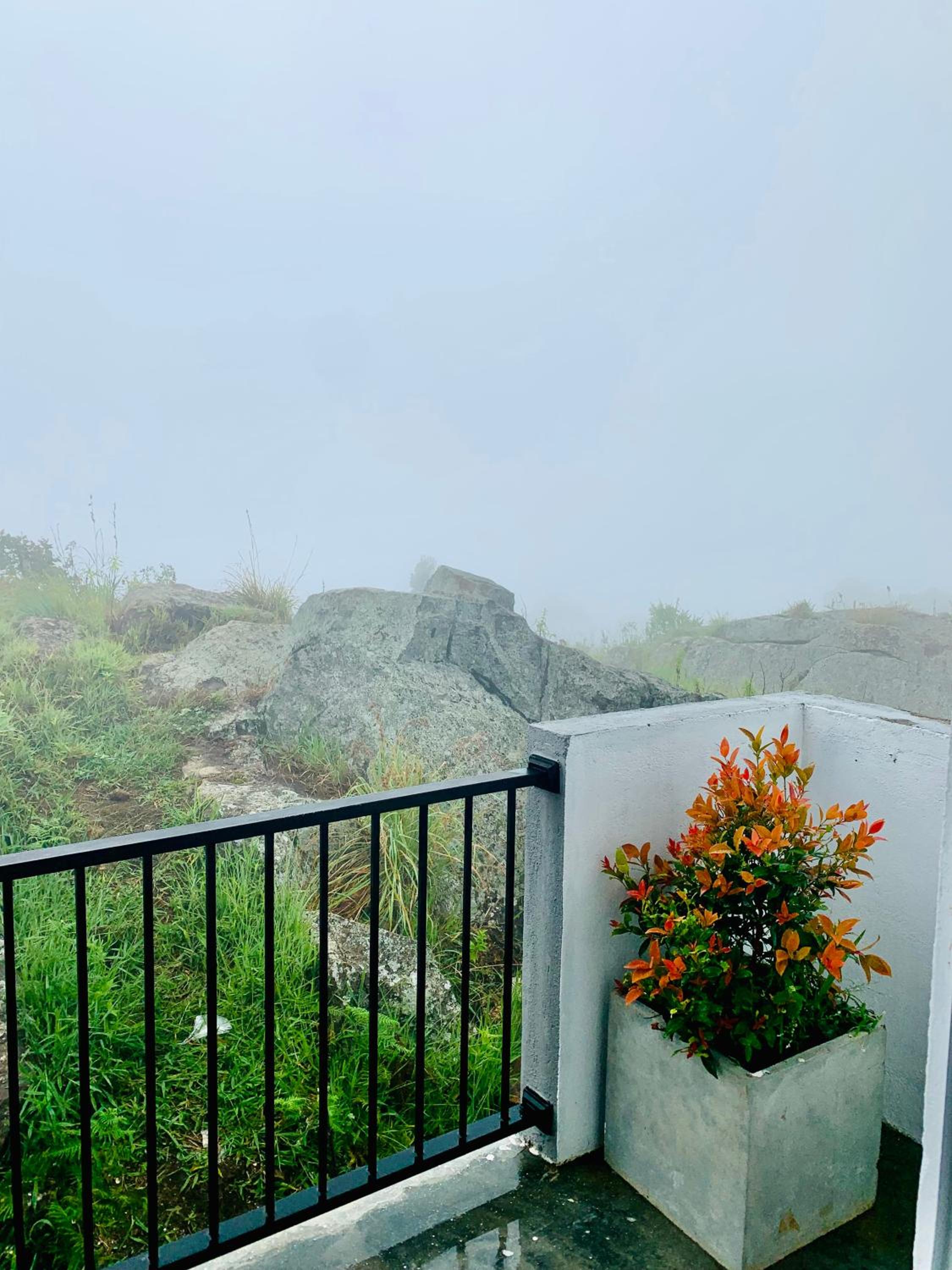 The Fog House