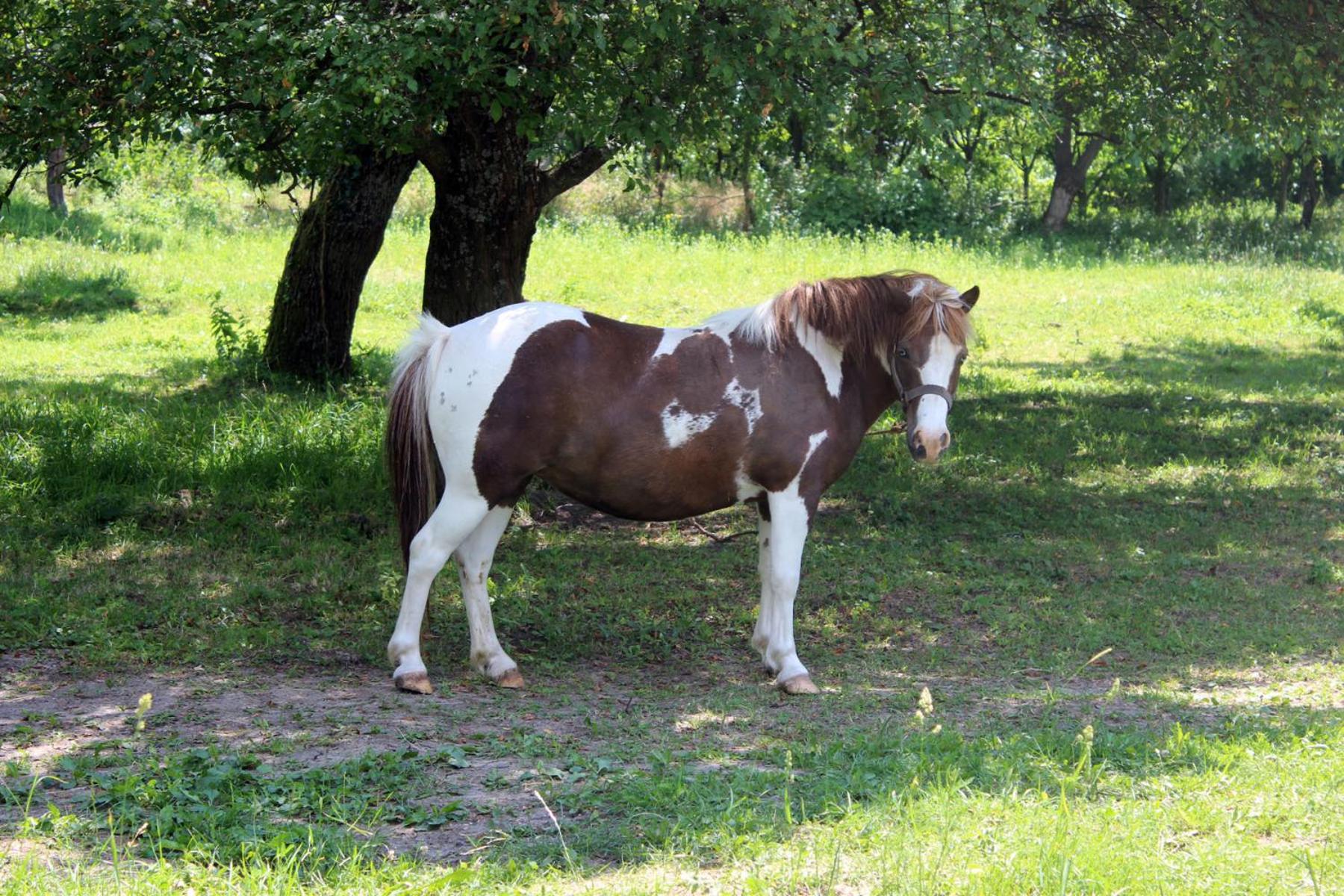 Photo 45