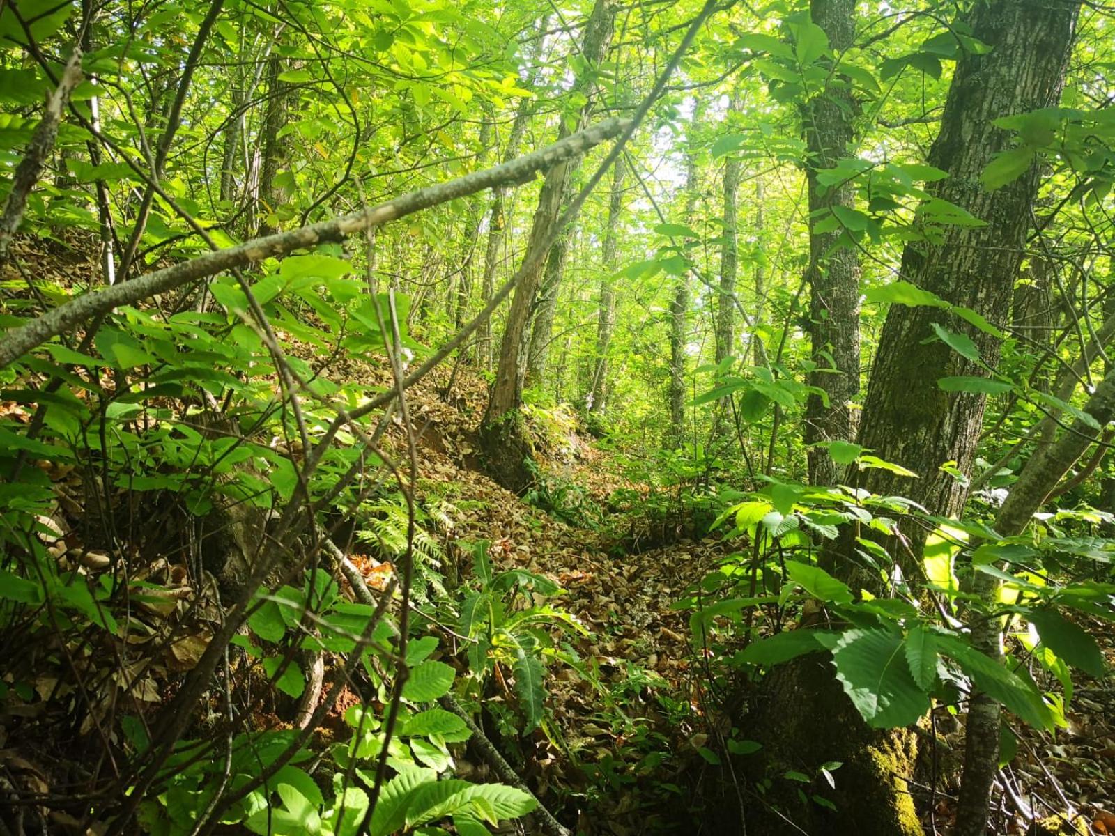 Photo 37