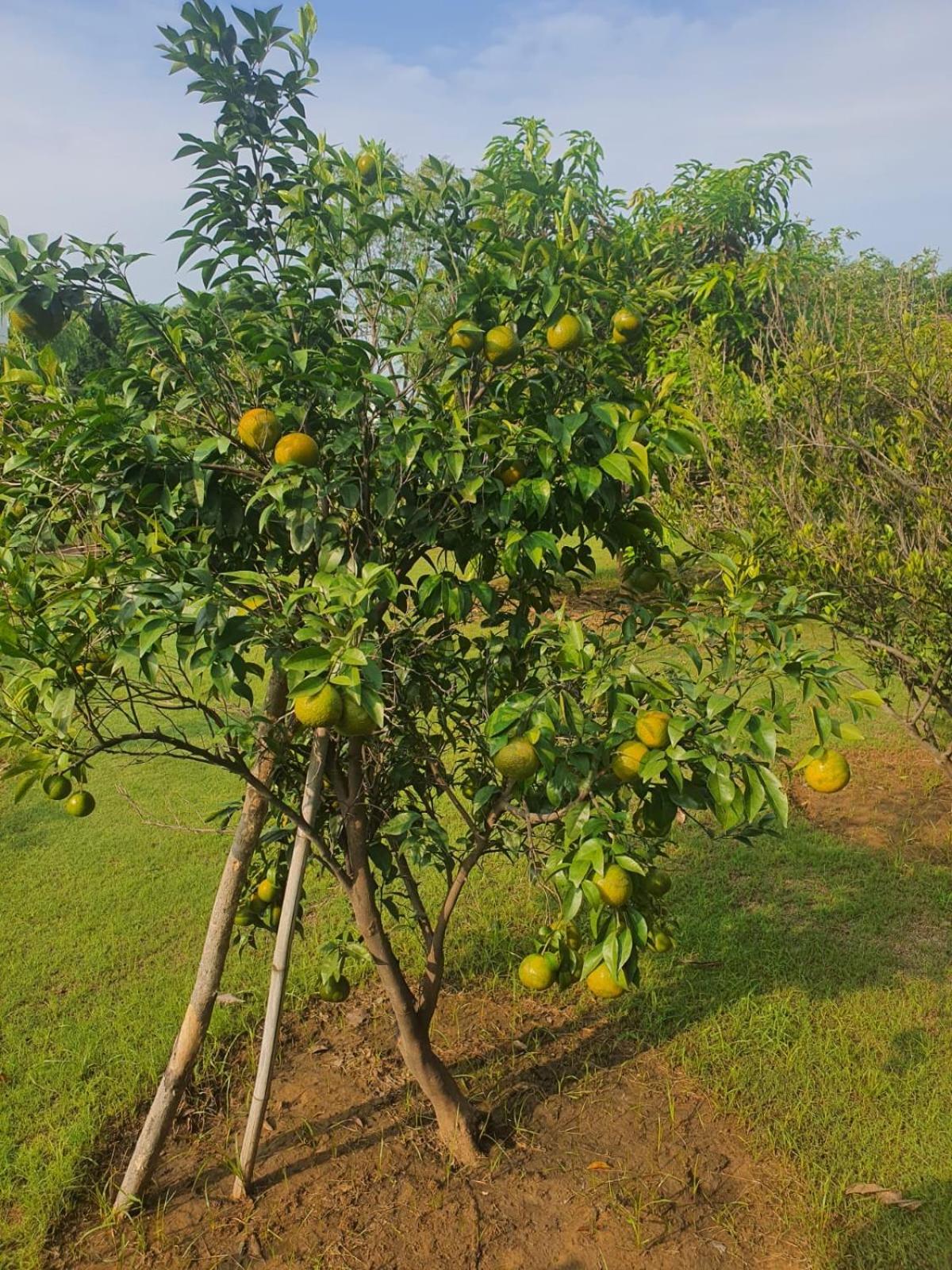 Ekant Farm house view 5