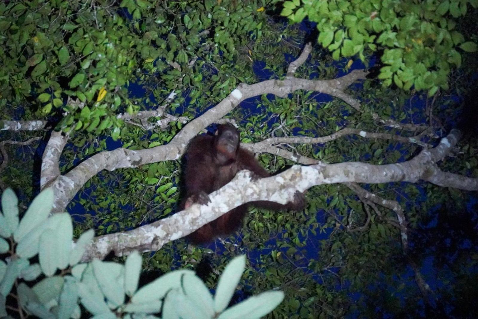Borneo Jungle Adventure photo 7