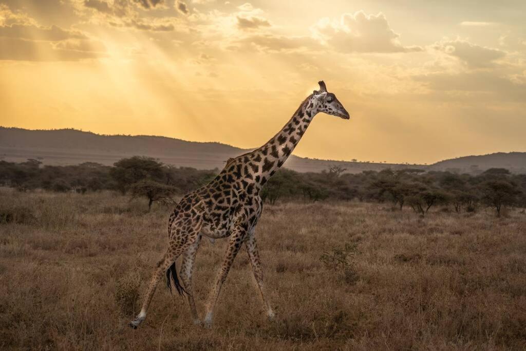 KABA Local Rwandan Guesthouse Entire Property for you with Tour services in and out the city such as Safari's view 5