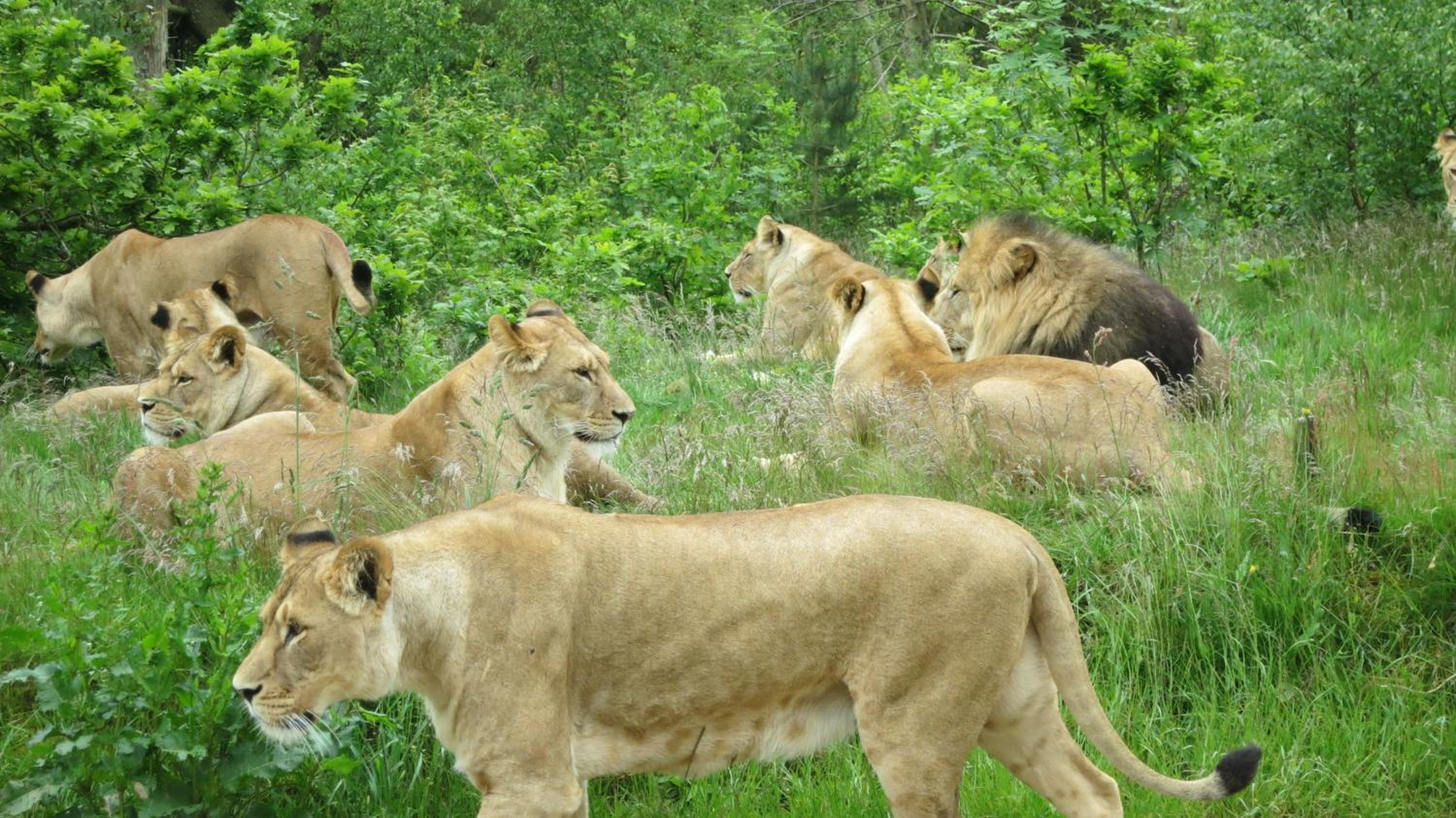 Givskud Zoo Hostel