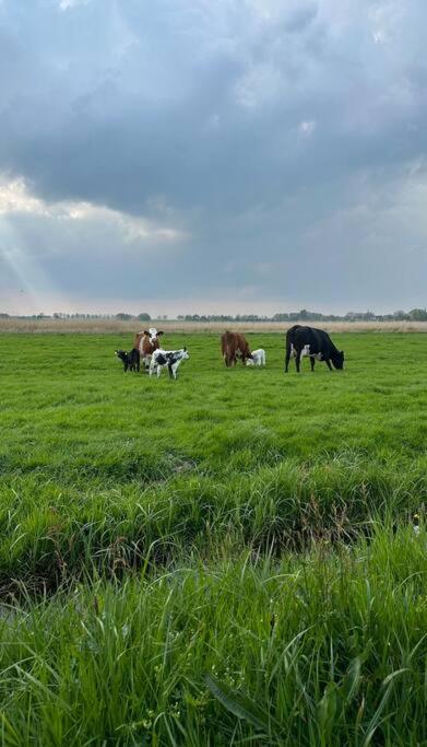 Beautiful farmhouse near Amsterdam center