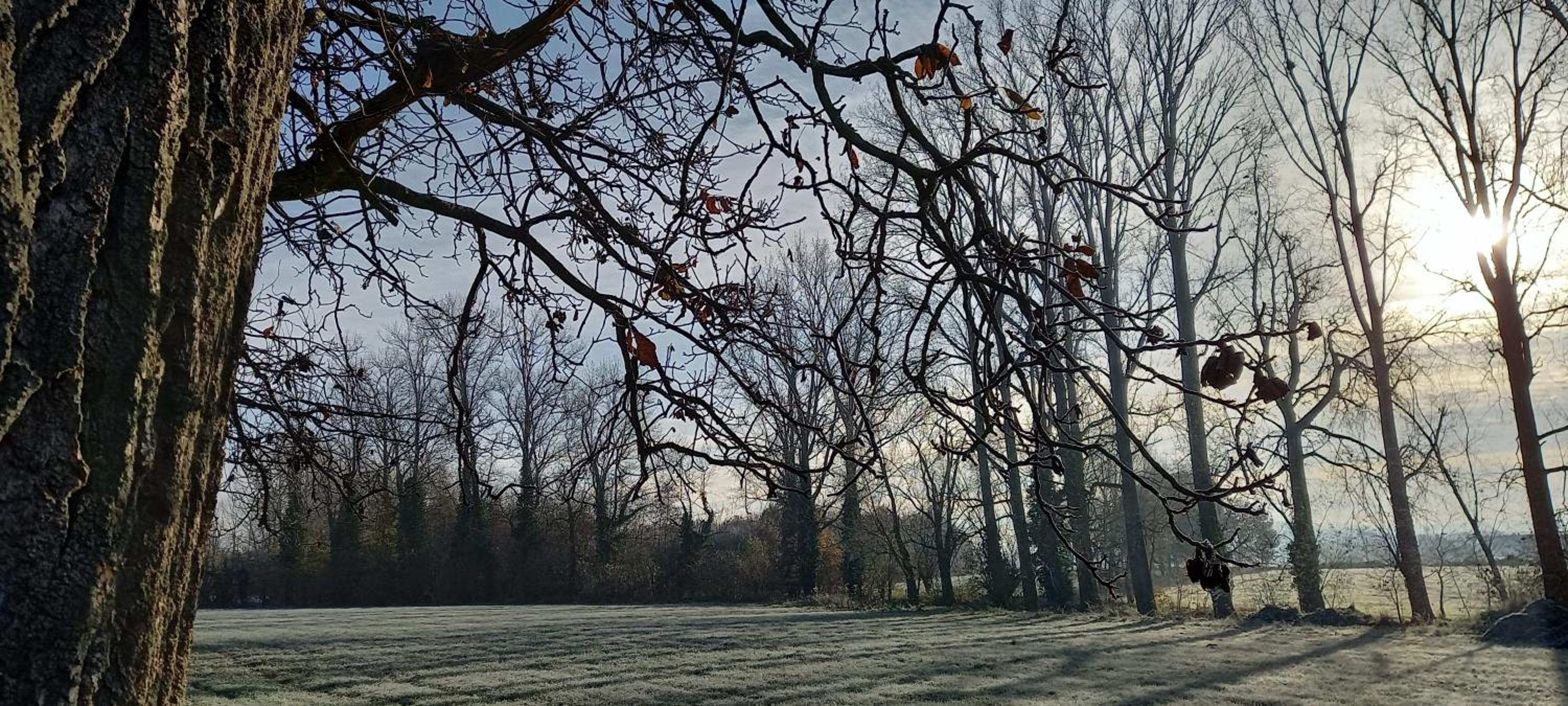 Hermelgemhoeve - Zonnebloem