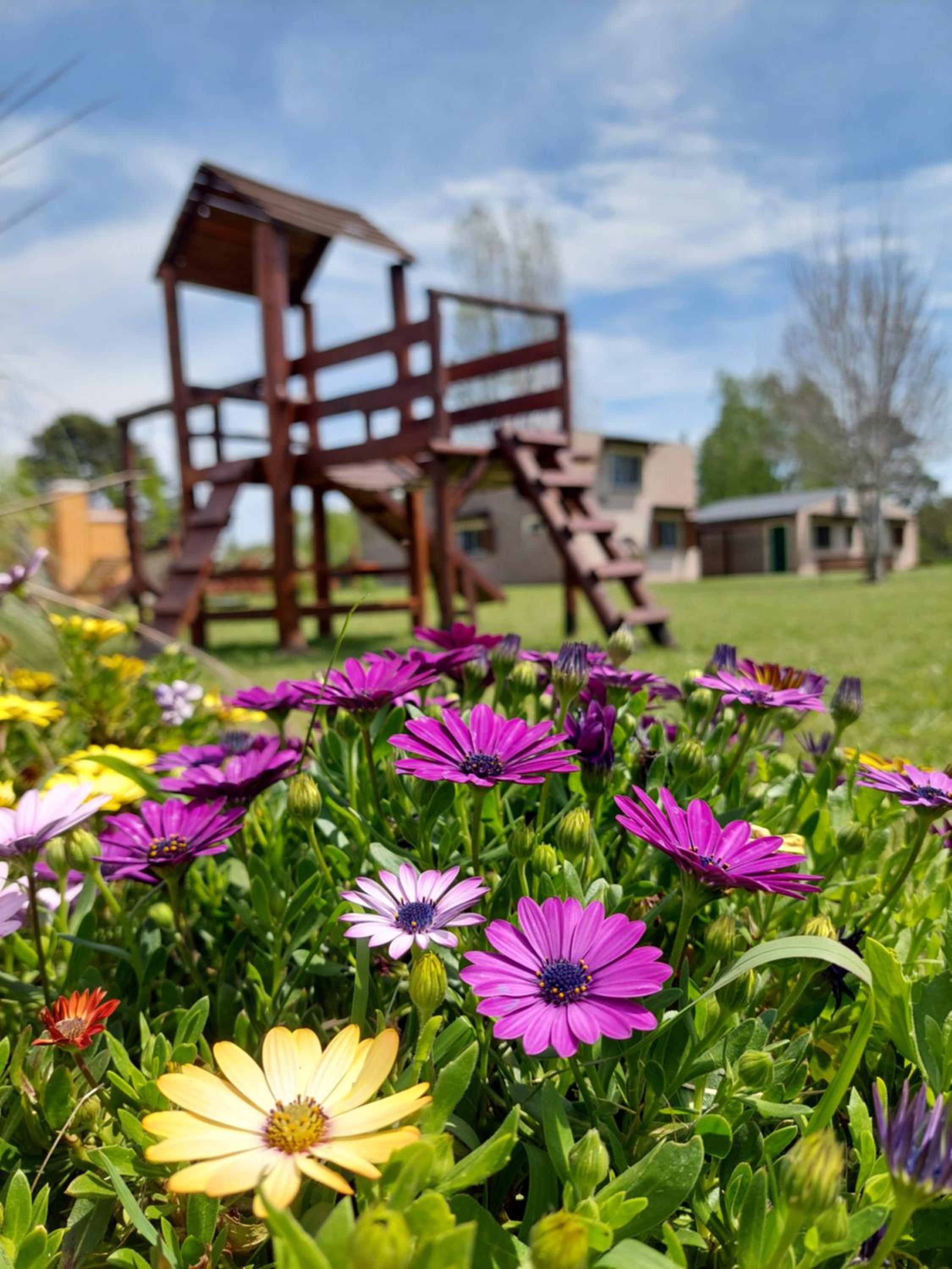 Aroma de campo