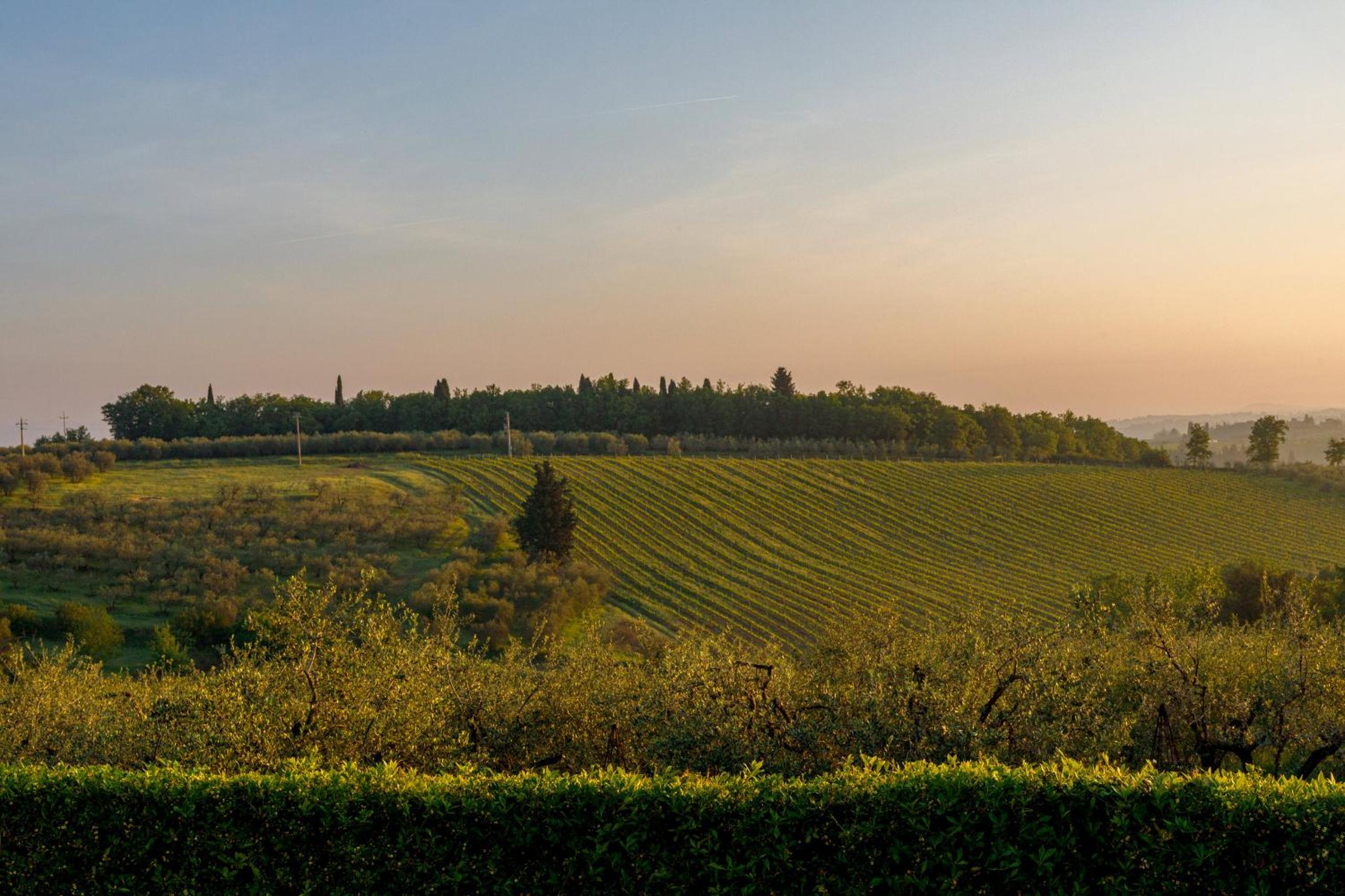 Sole del Chianti