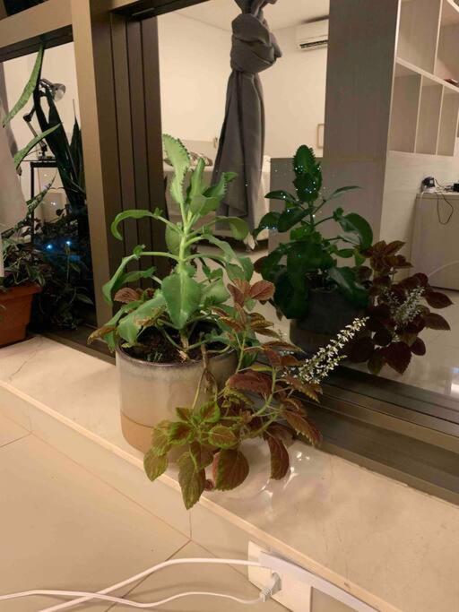 FLAT com piscina, vista para o Aquário e Feng Shui