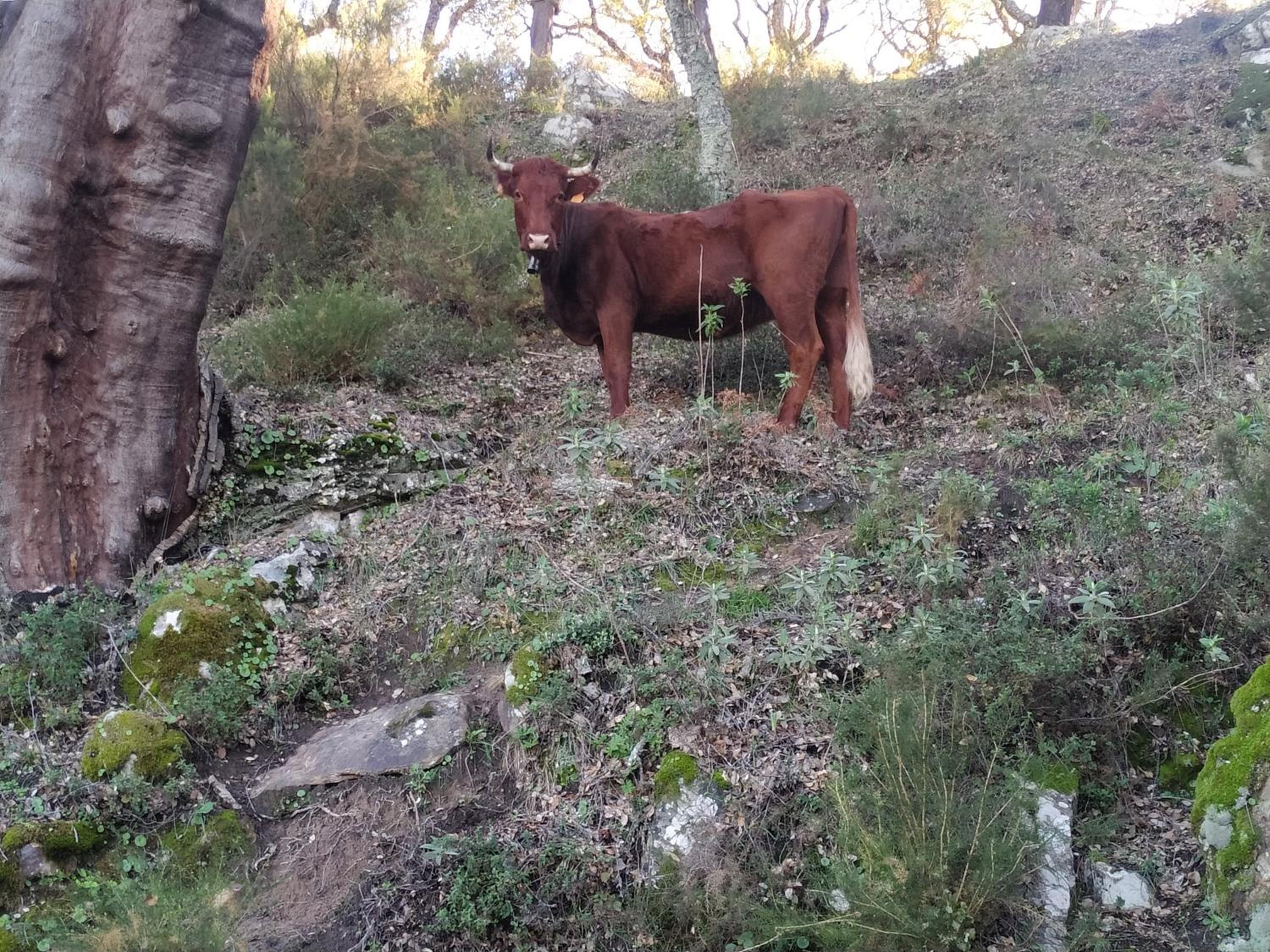 Apartamento Valle del Guadiaro