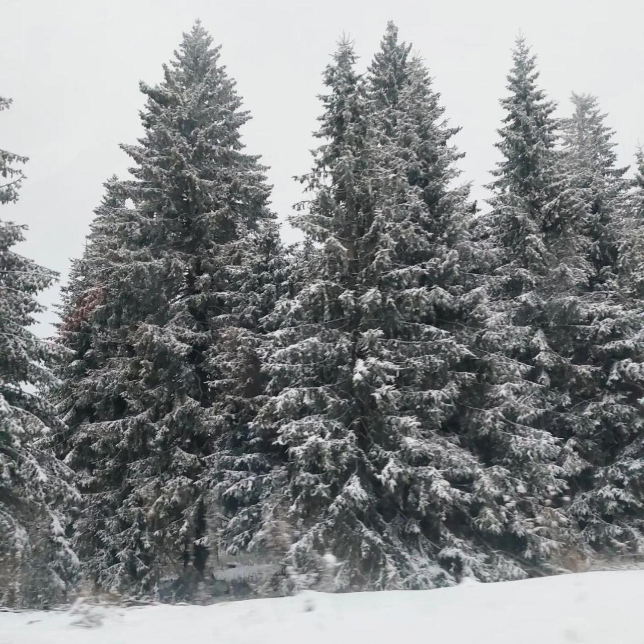 Aparmani Sorak Kopaonik, Studio Apartman A5 view 3