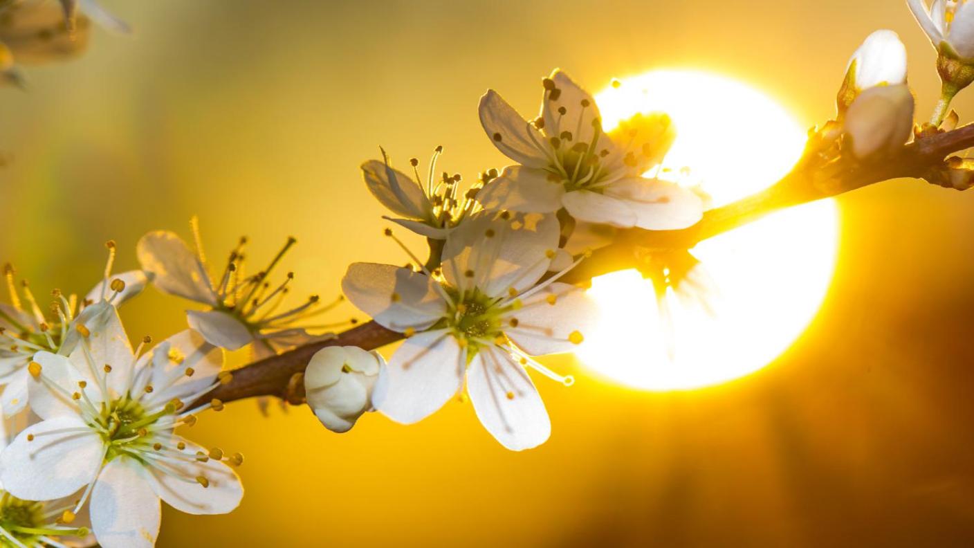 Het Zonnetje -Vakantiewoning en Bed and Breakfast