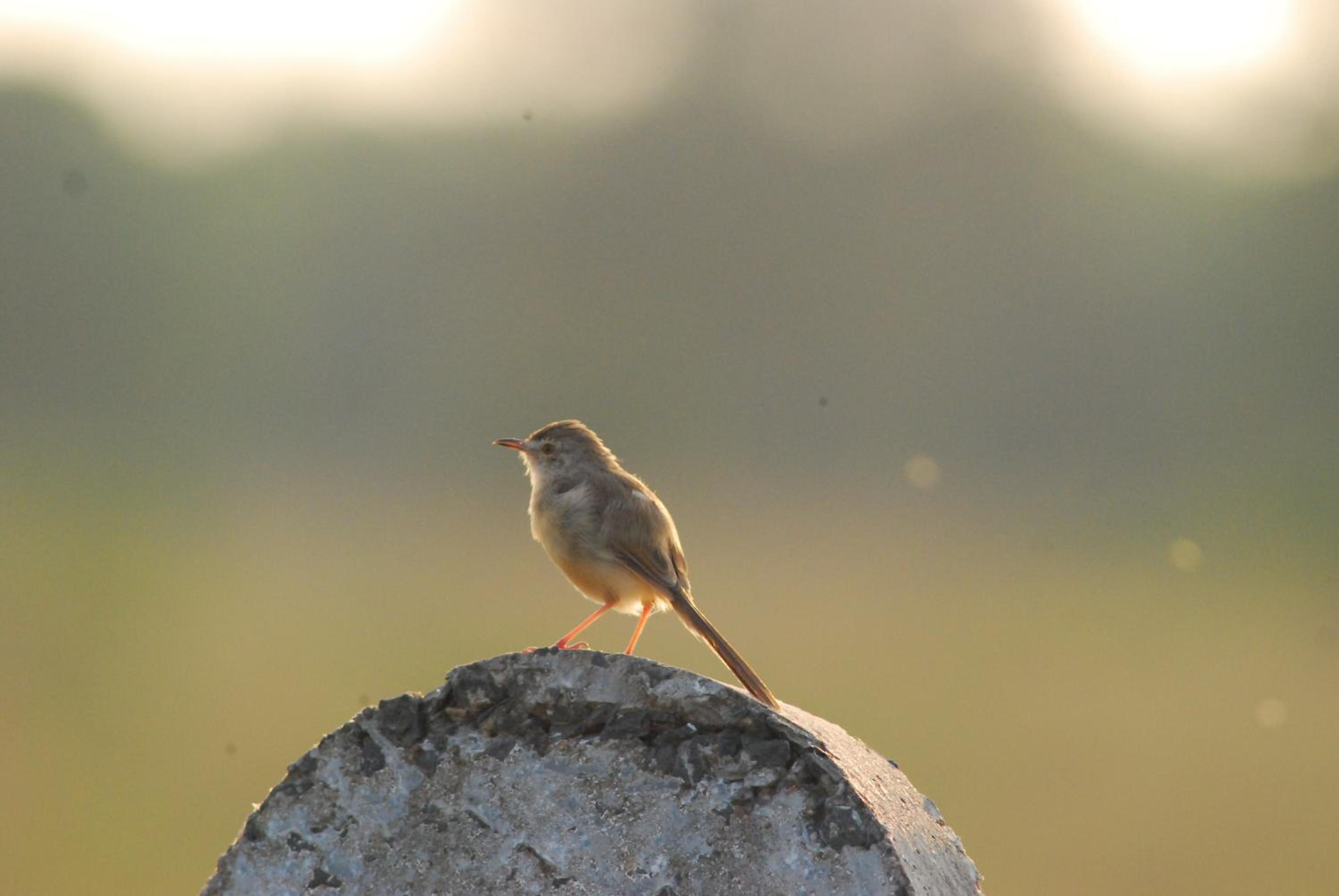 The Gaj Kesri Gir - Best Wildlife Resort in Gir