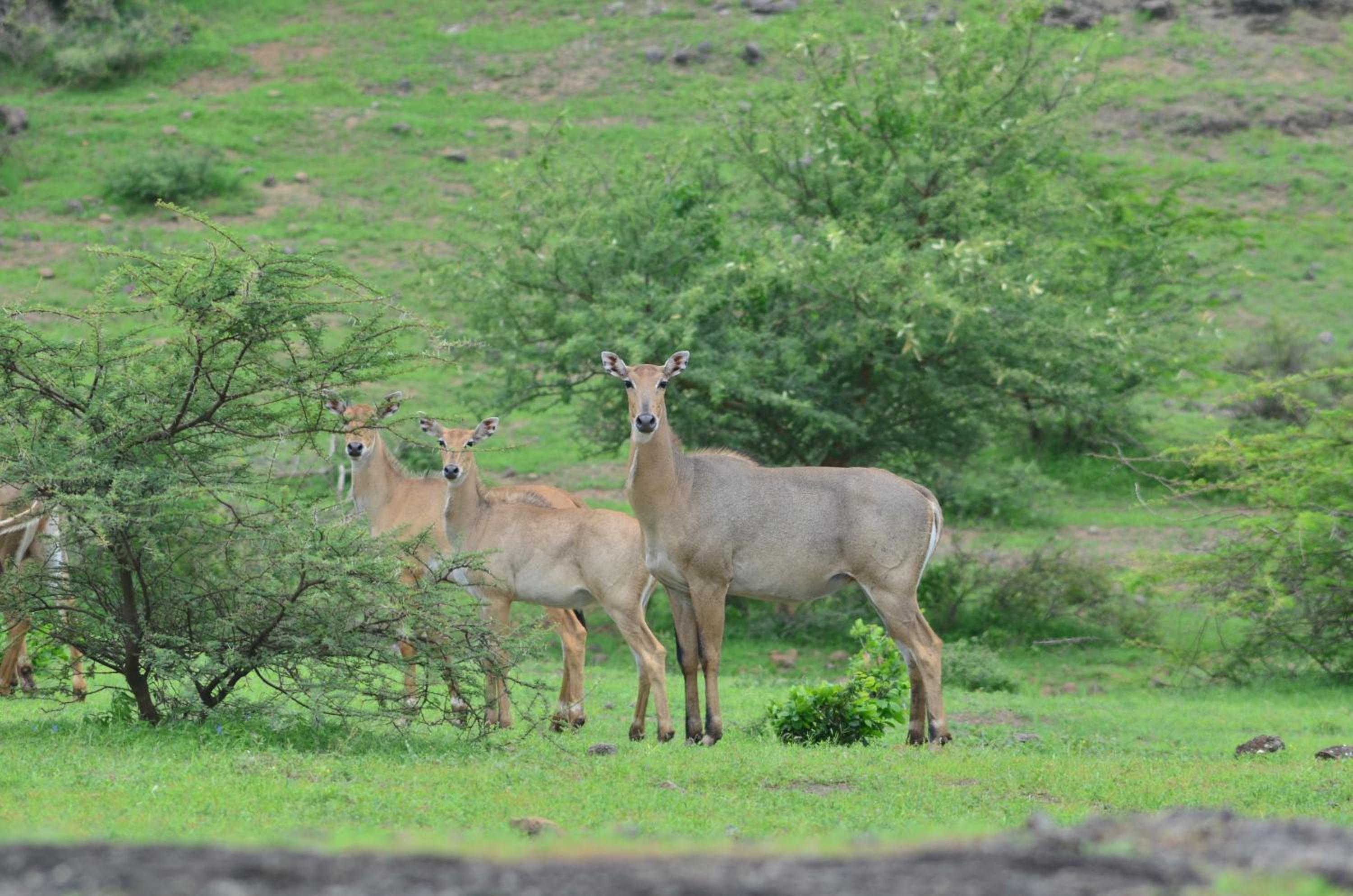 The Gaj Kesri Gir - Best Wildlife Resort in Gir