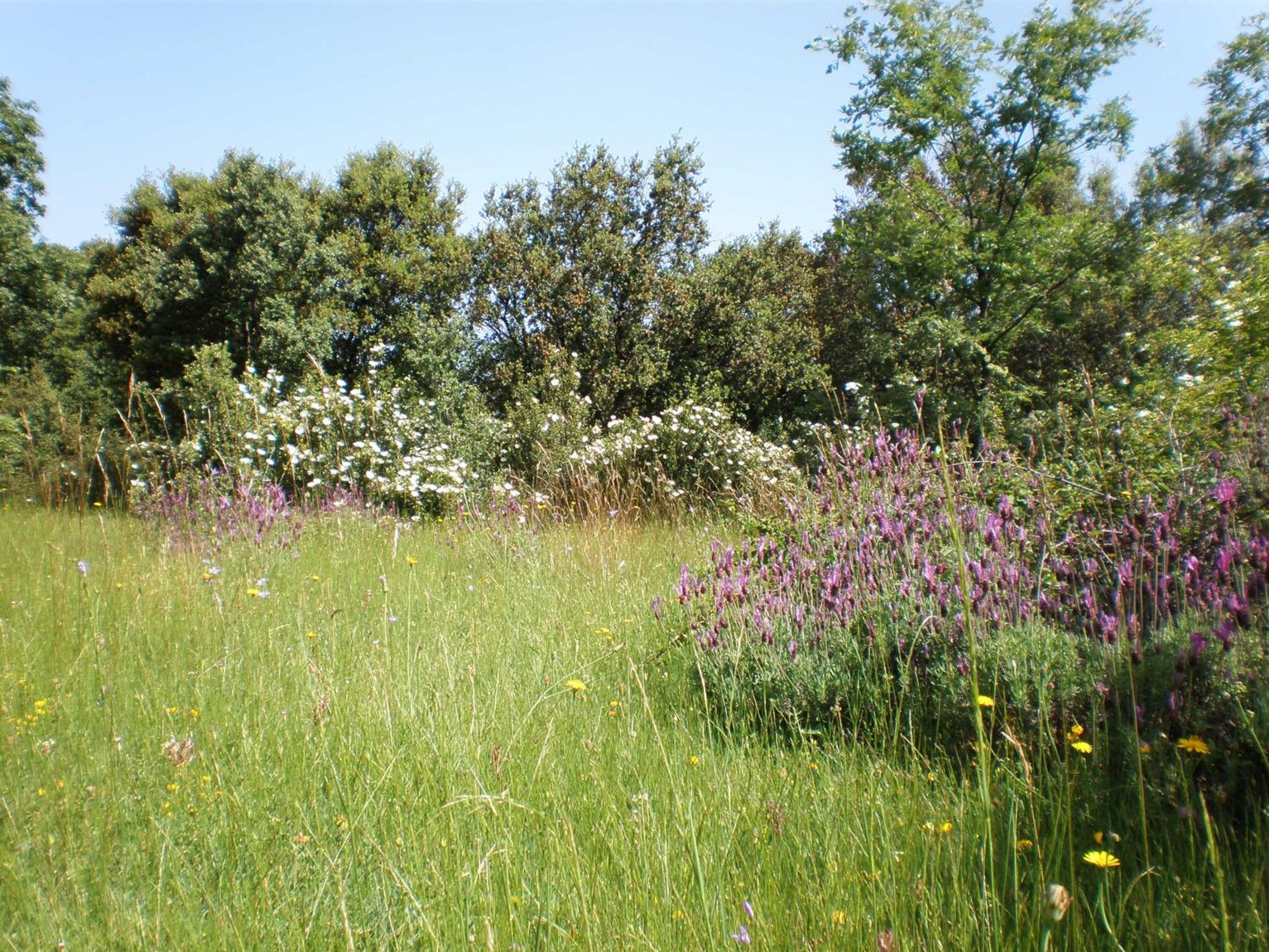 Photo 41