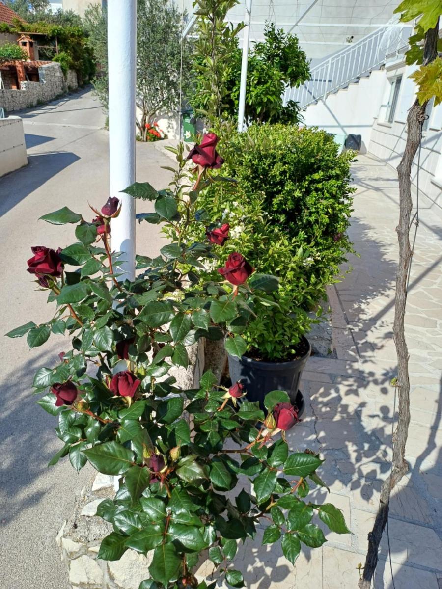 Photo 50
