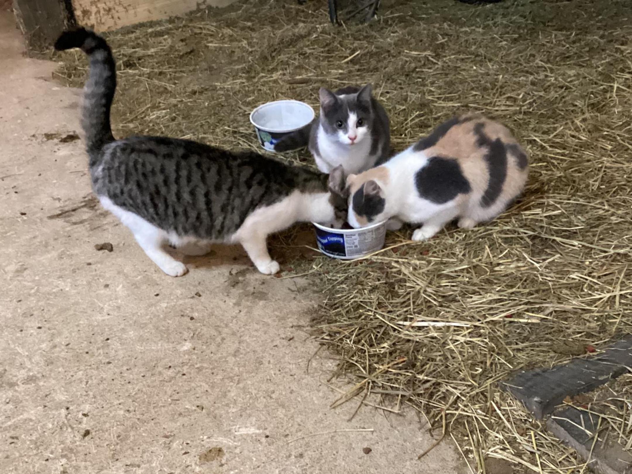 Farmhouse of Blessings