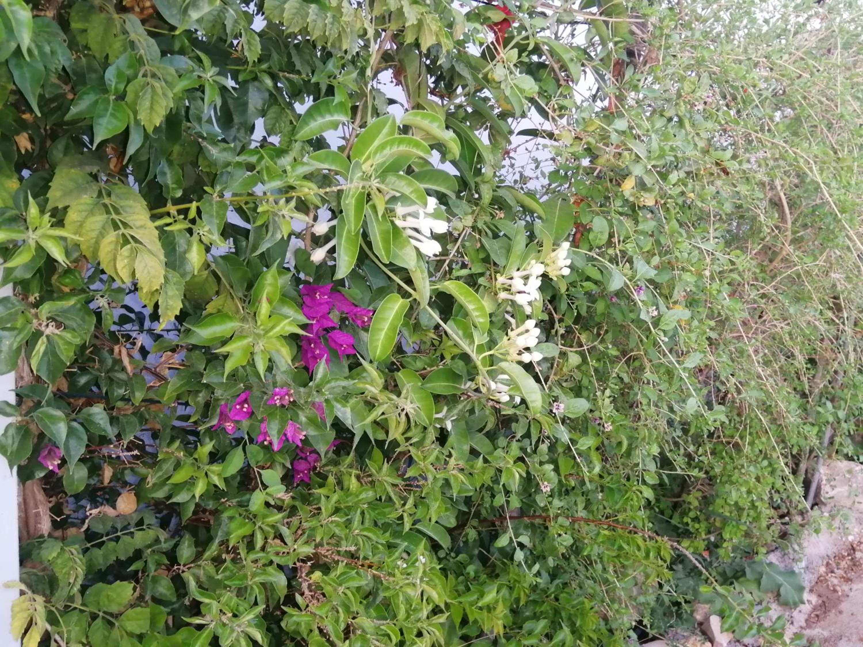 Photo 36