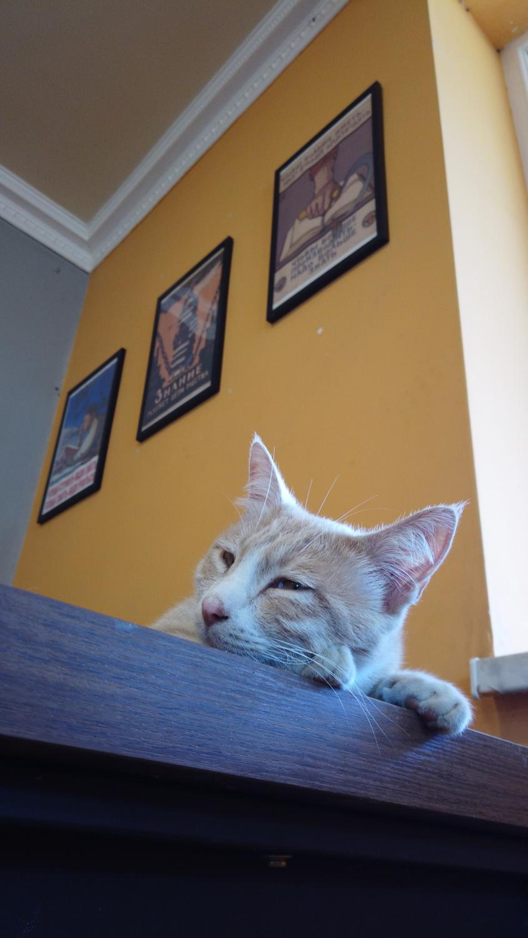 Large, Pet-Friendly Home in Kalavan