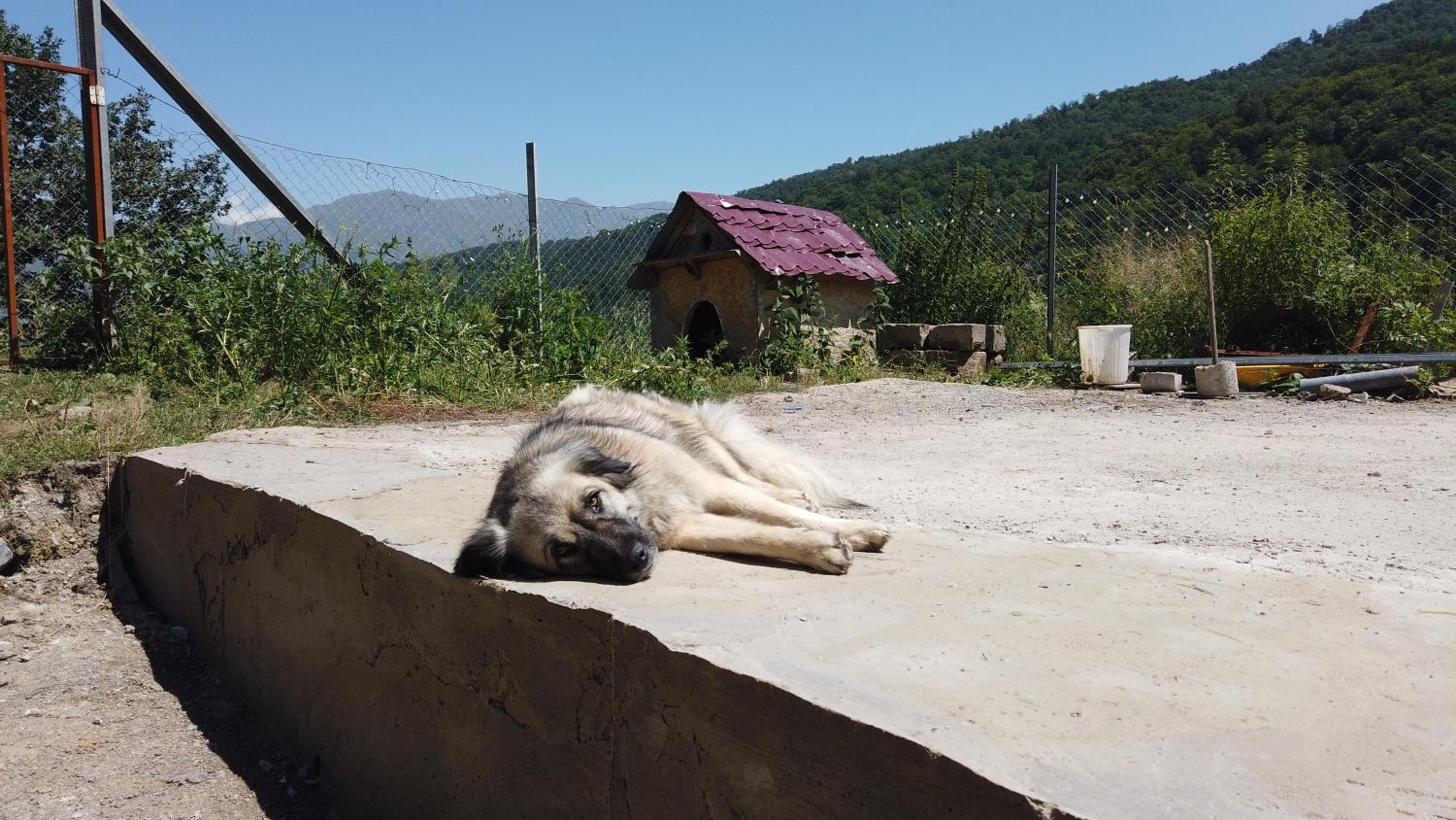 Large, Pet-Friendly Home in Kalavan