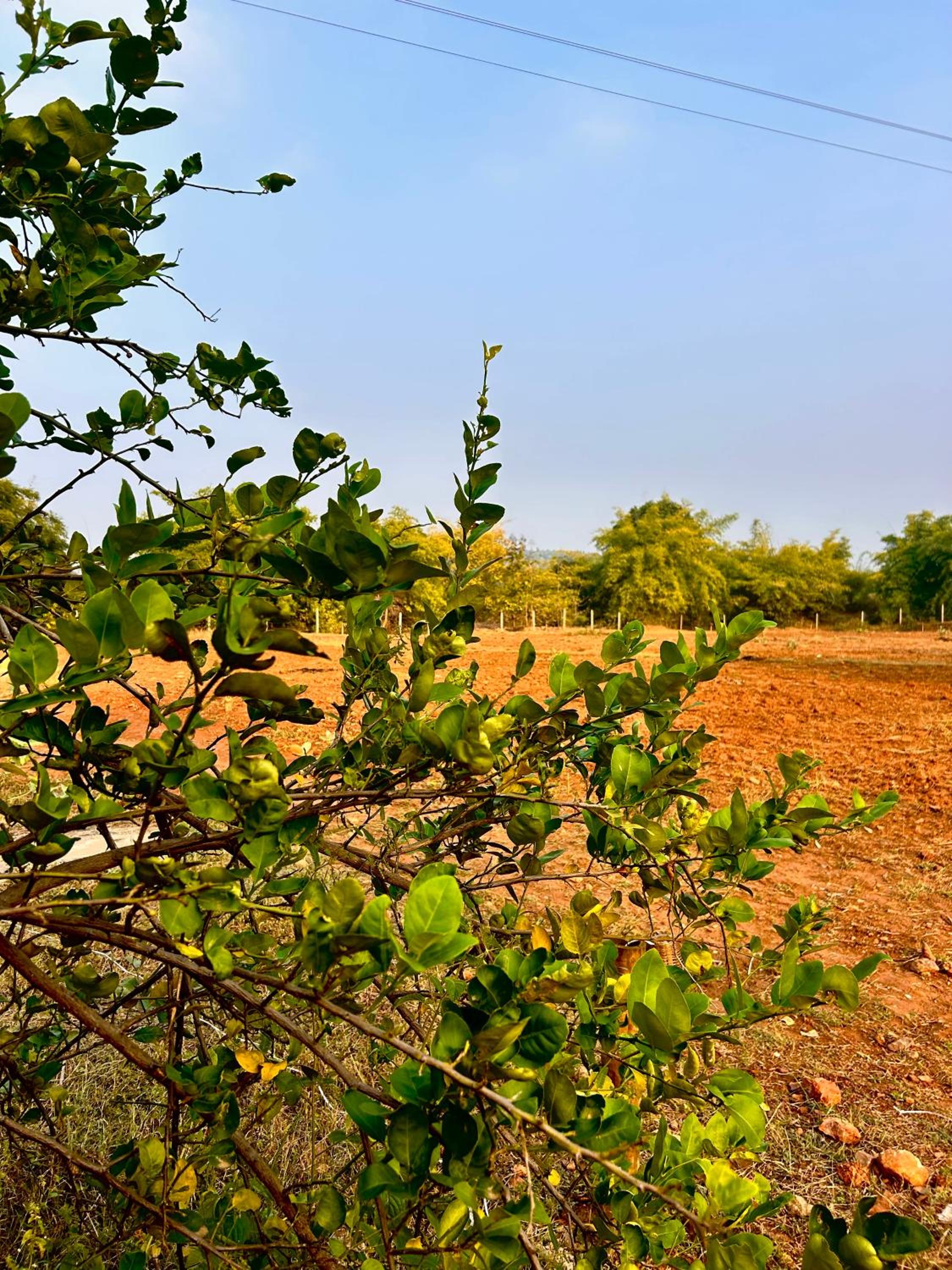Gypsy Stays- Aakhet Farms