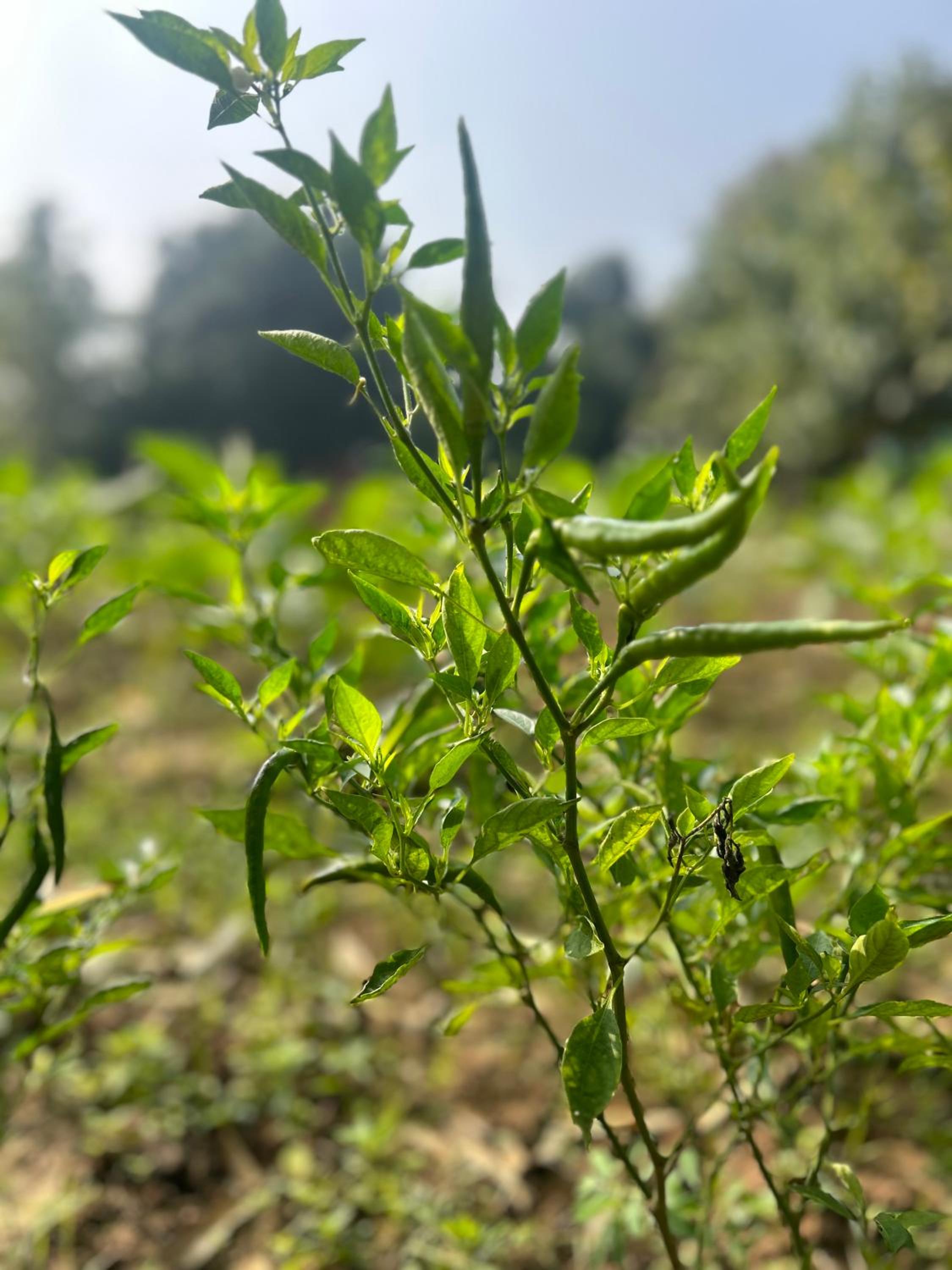 Gypsy Stays- Aakhet Farms