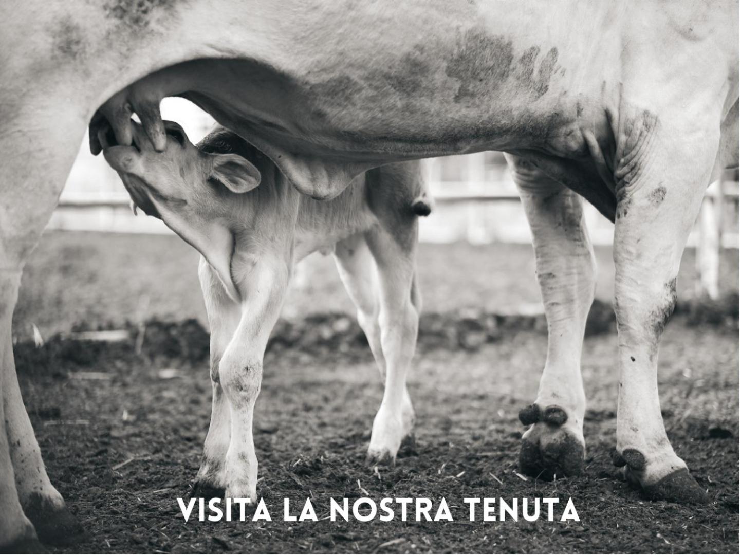 Villa La Salina