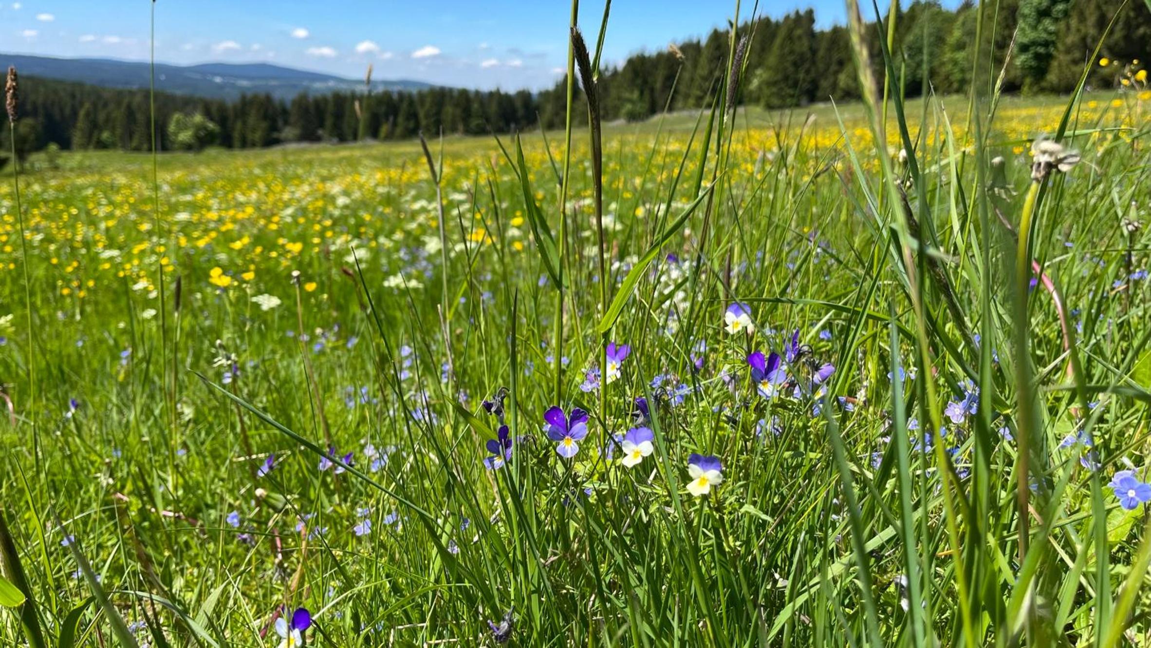 Apartmán Lamba Klínovec