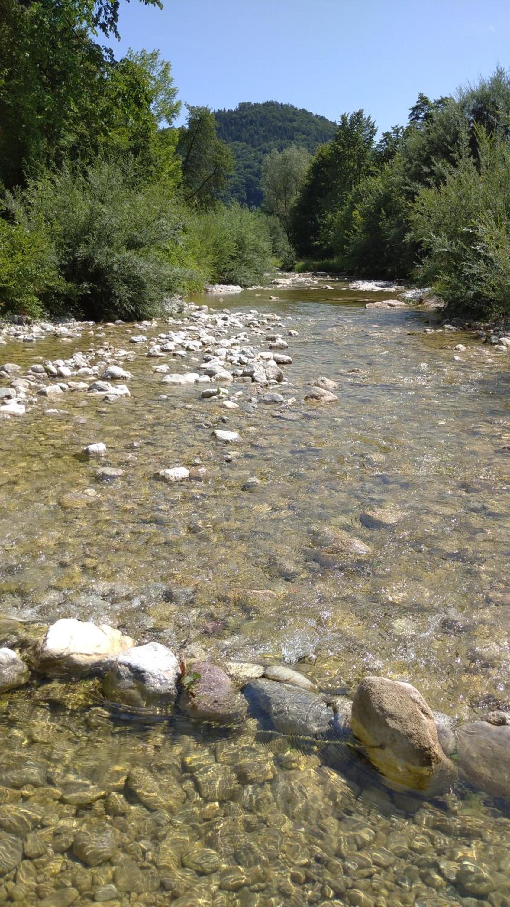 Zur urigen Kiefer