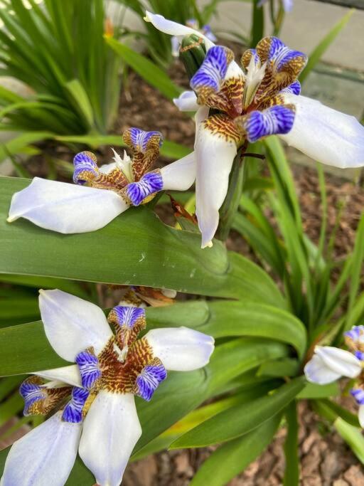 Palhoça- apto com Jardim para churrasco -Bromélias