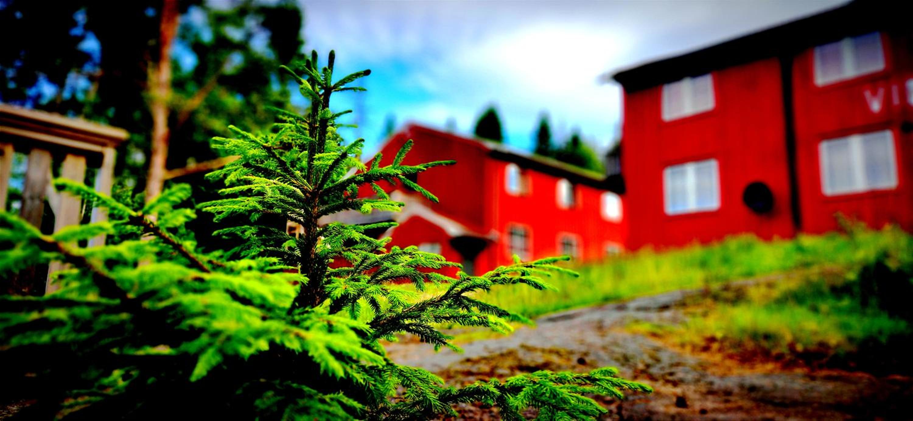 Skogsro Forest Hostel