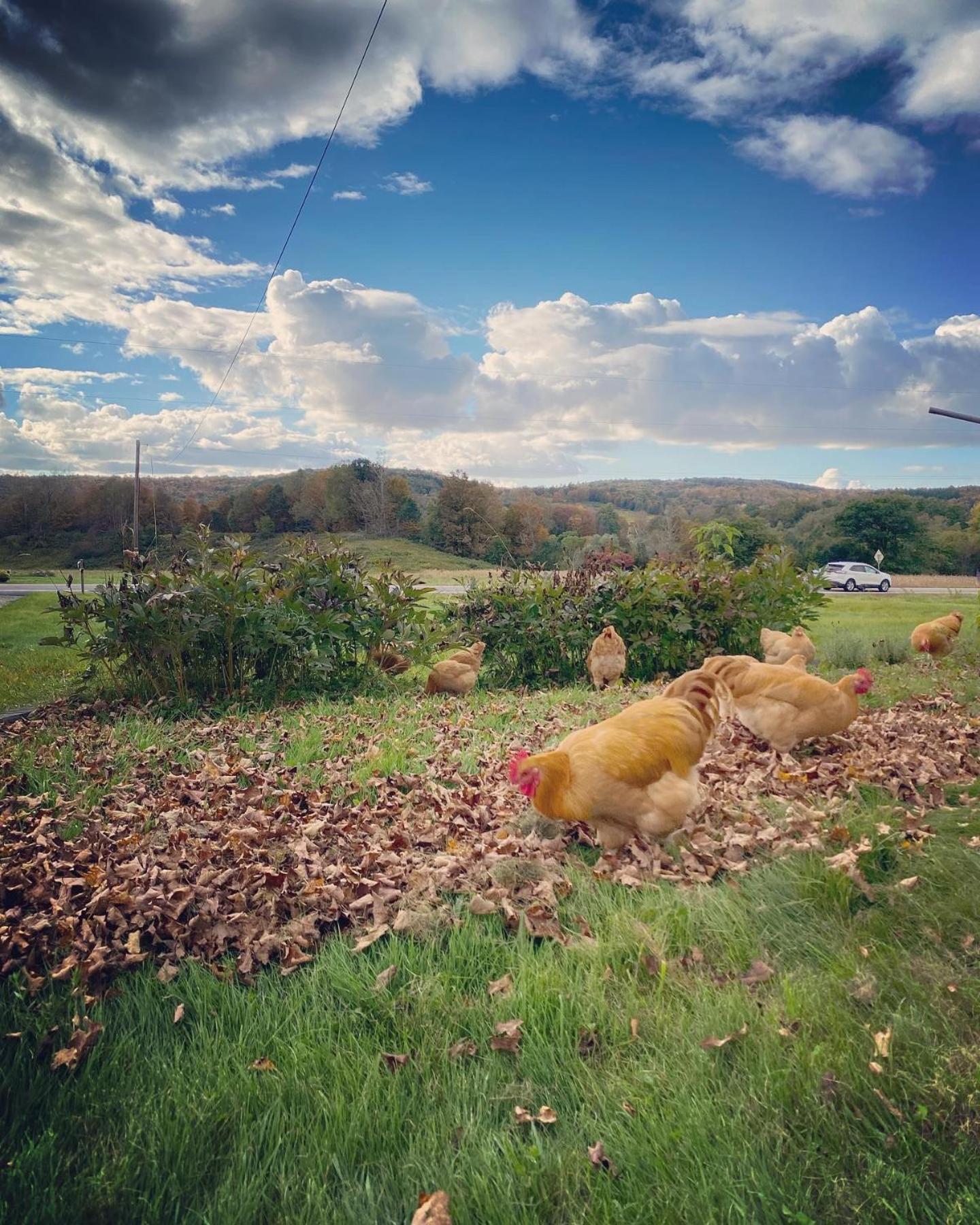 Bloom Farm Guesthouse view 5
