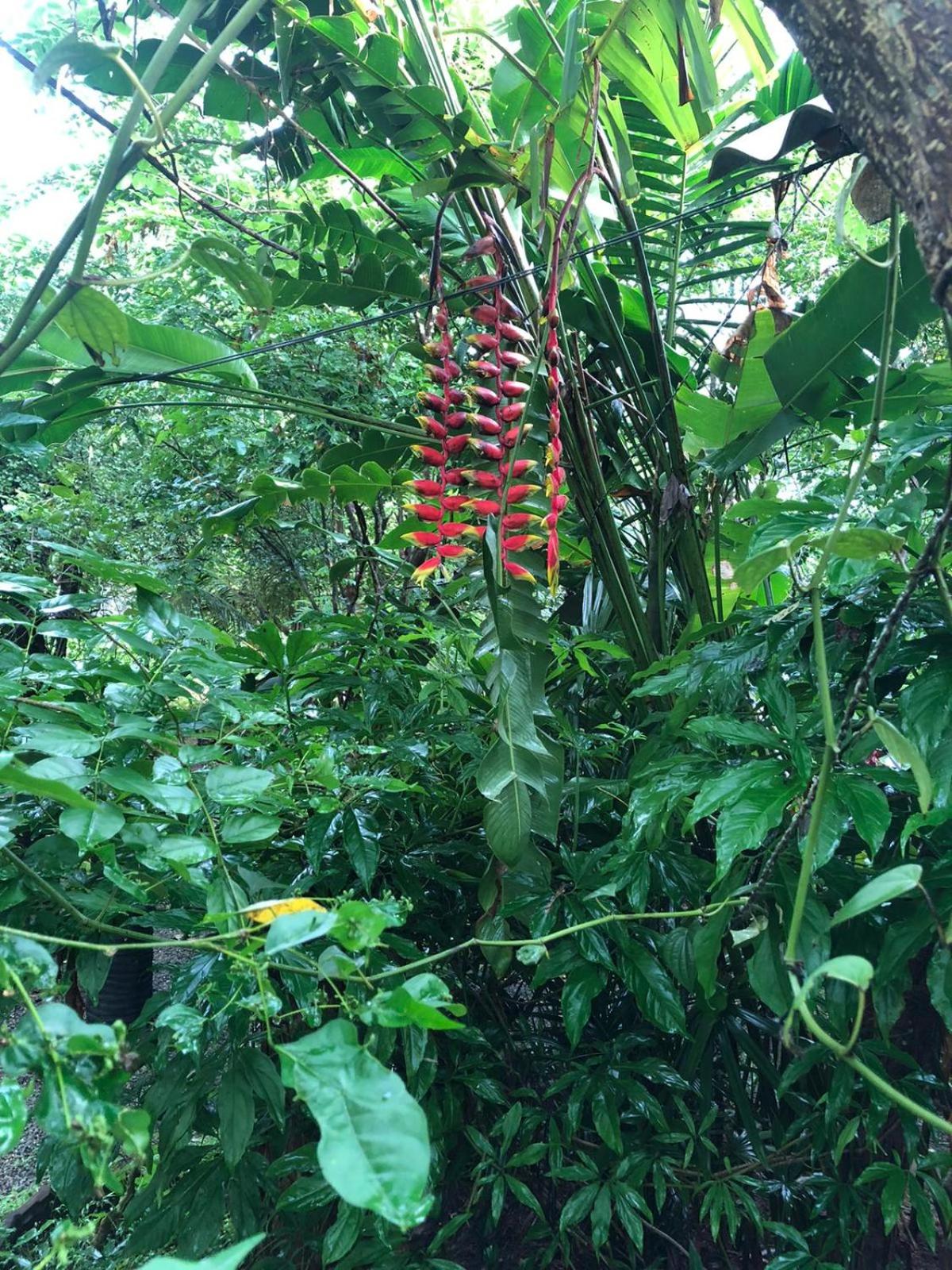 Forest Villa Nature Resort view 5