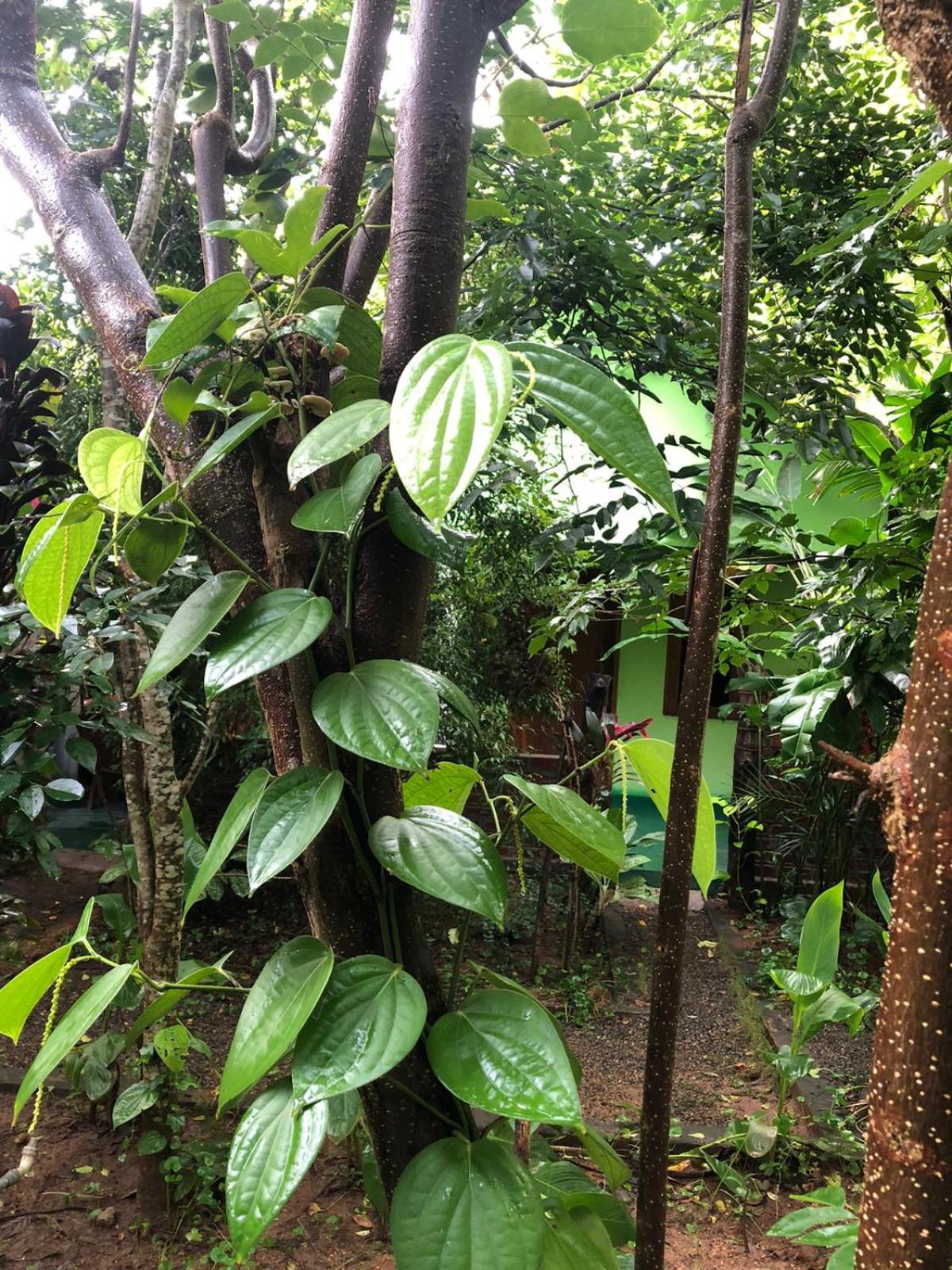 Forest Villa Nature Resort view 4