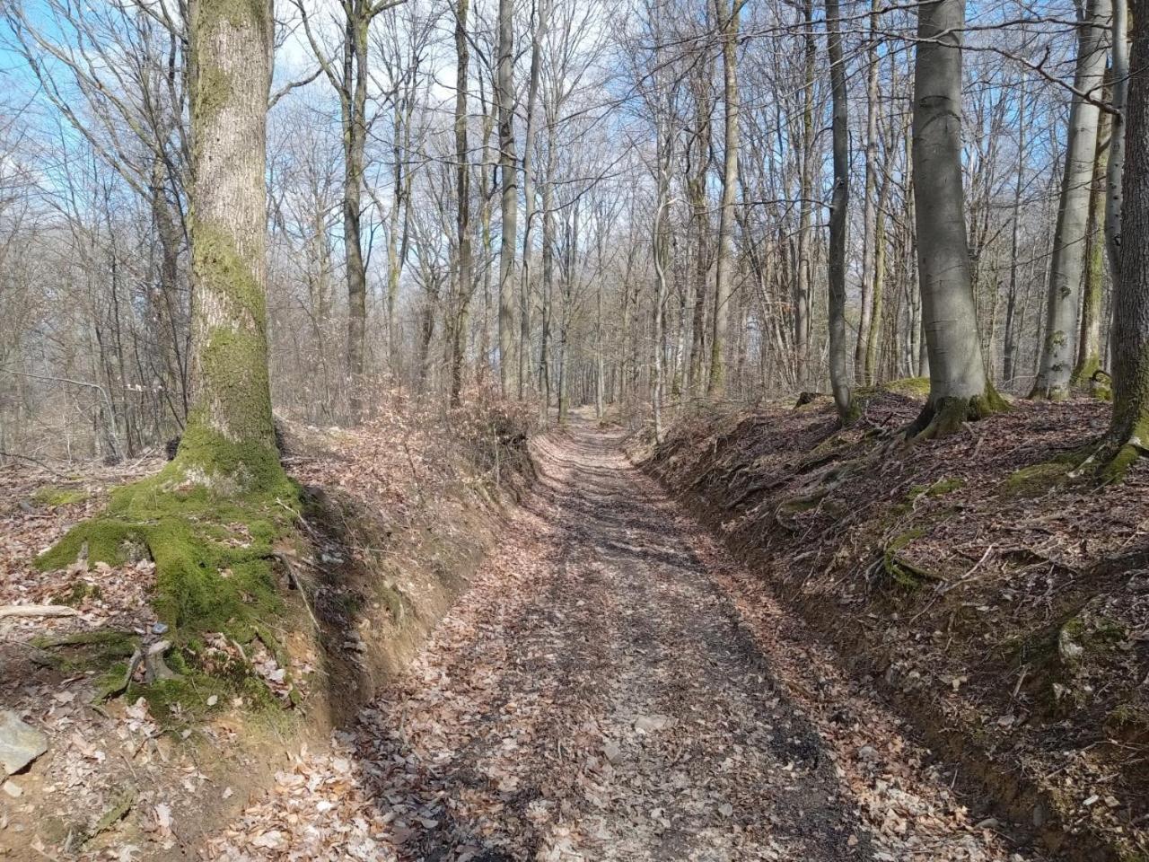 Le Vieux Noyer