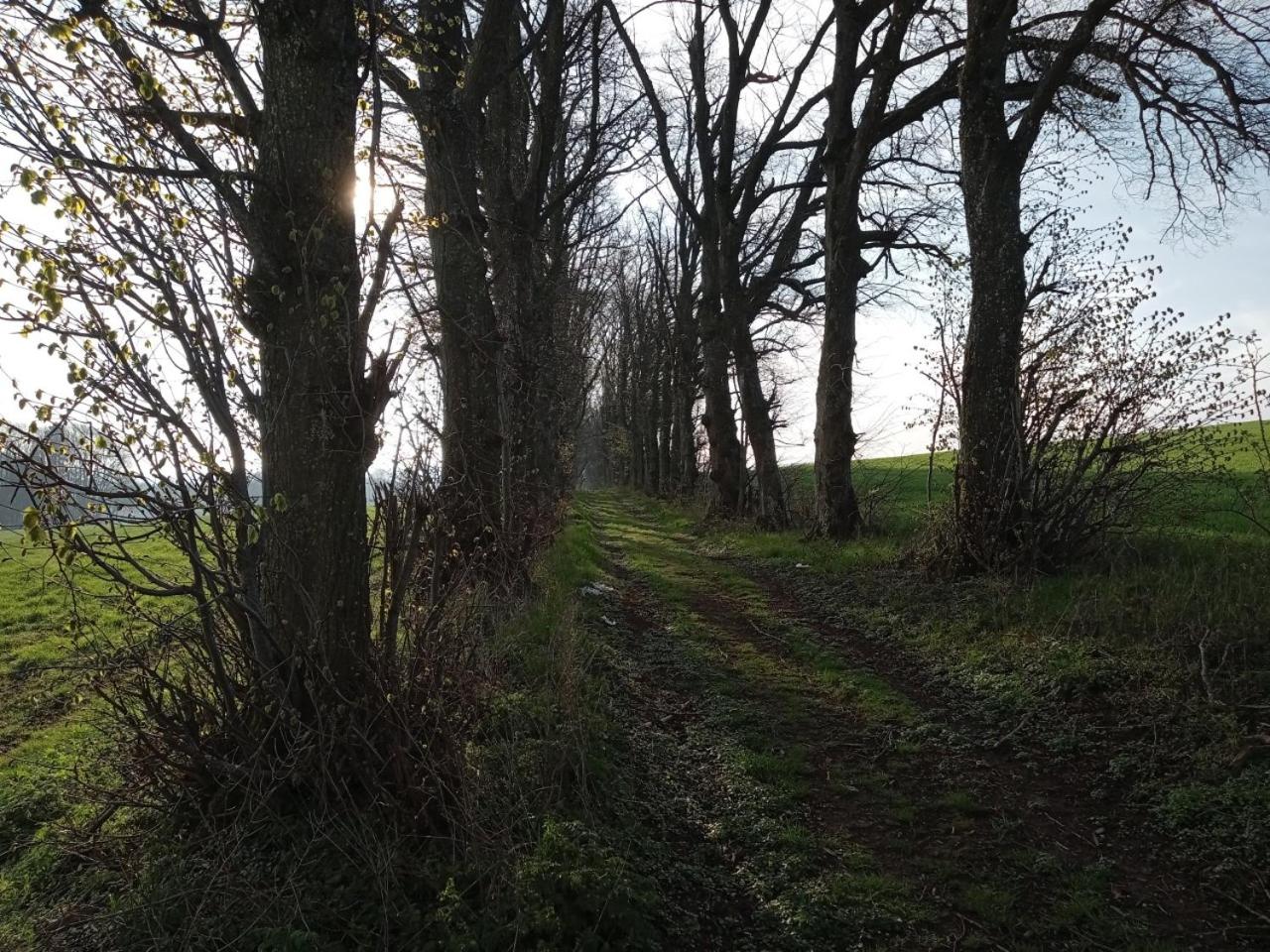 Le Vieux Noyer