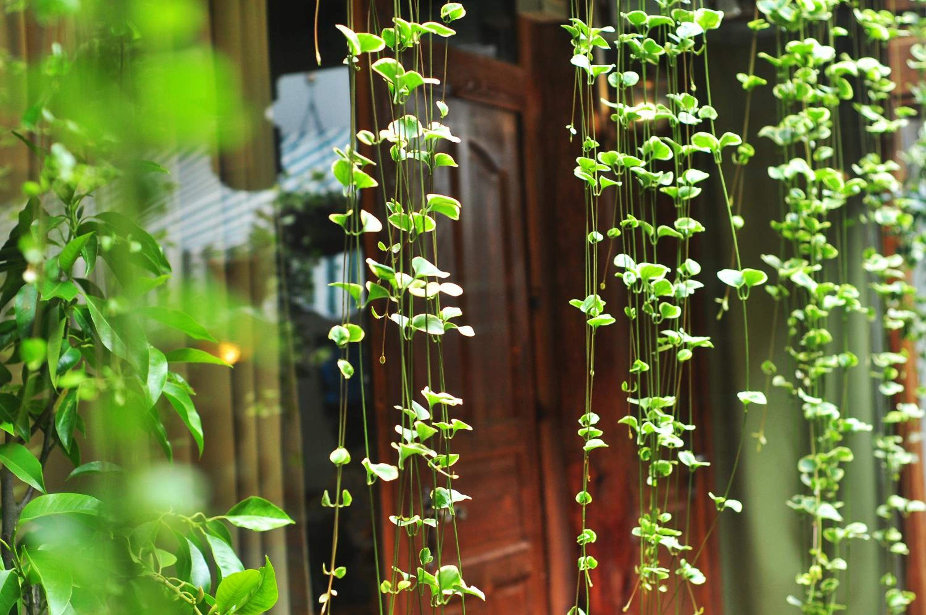 Lijiang Old Town Meiliju View Inn