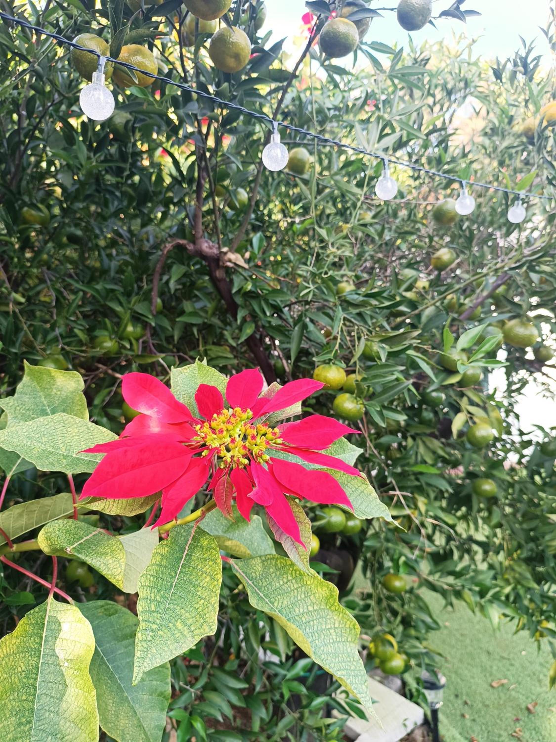 Photo 33