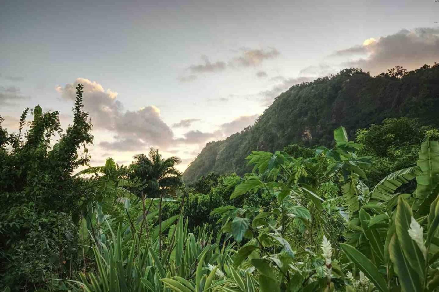 Aura Dominica