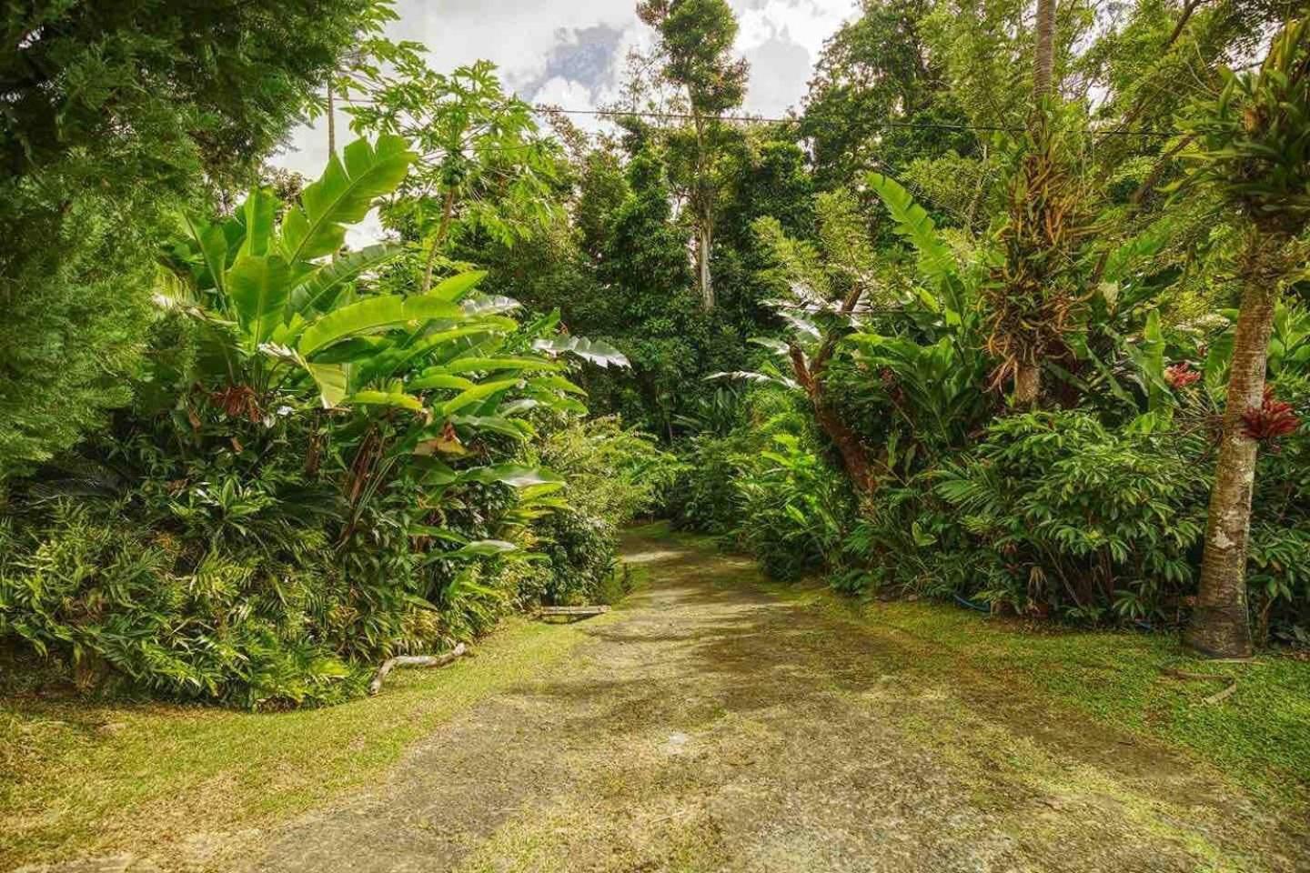 Aura Dominica