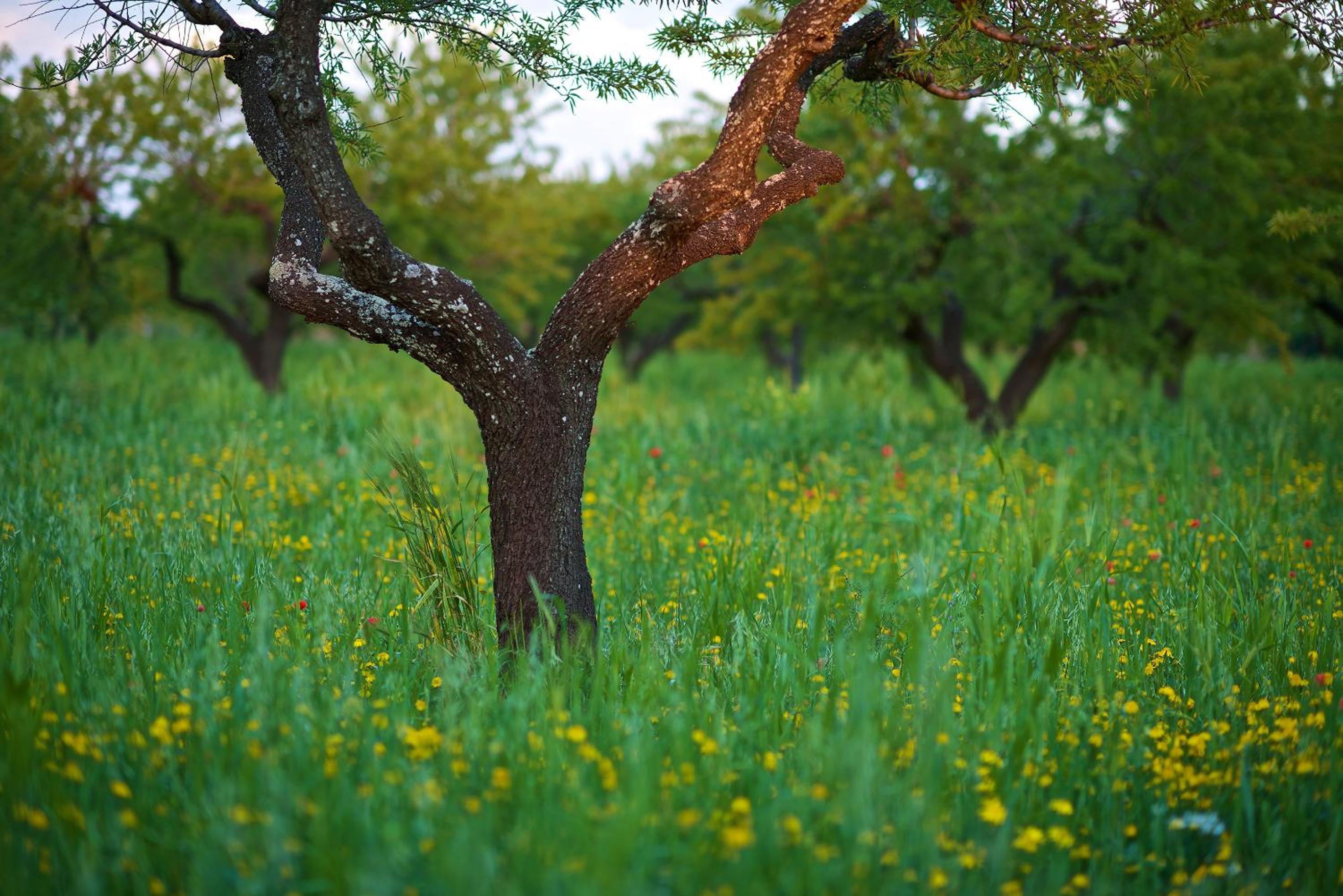 Masseria Ciavea
