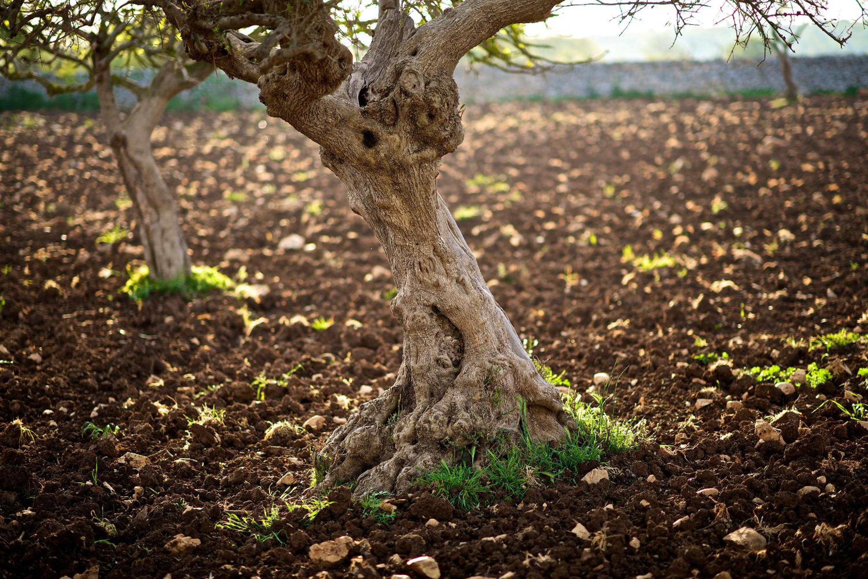 Masseria Ciavea