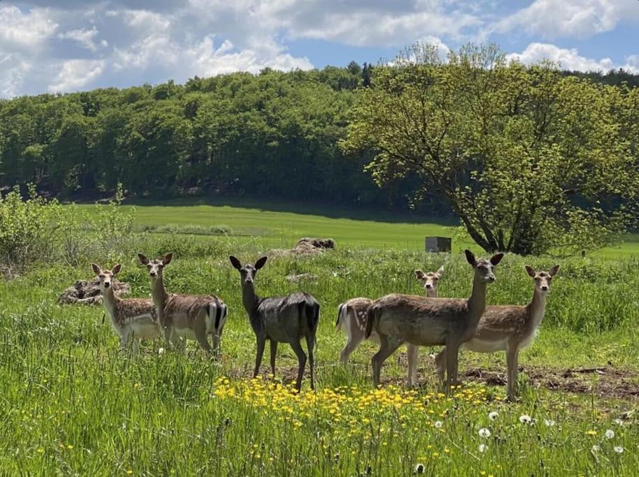 Forsthaus auf Gut Malberg