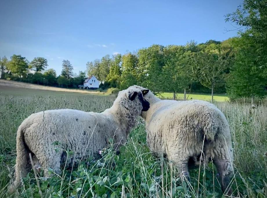 Forsthaus auf Gut Malberg