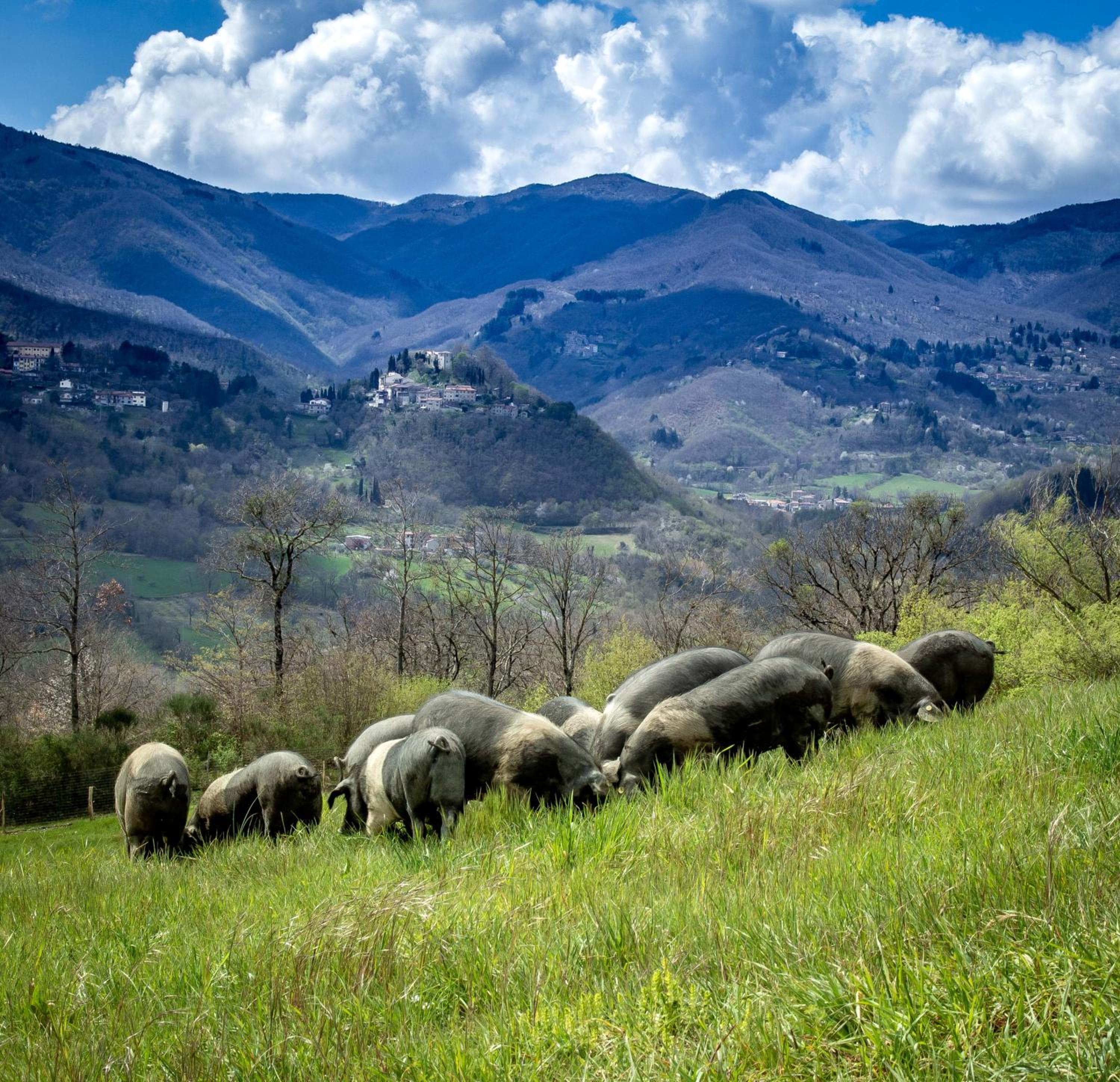 Agriturismo Terra Di Michelangelo